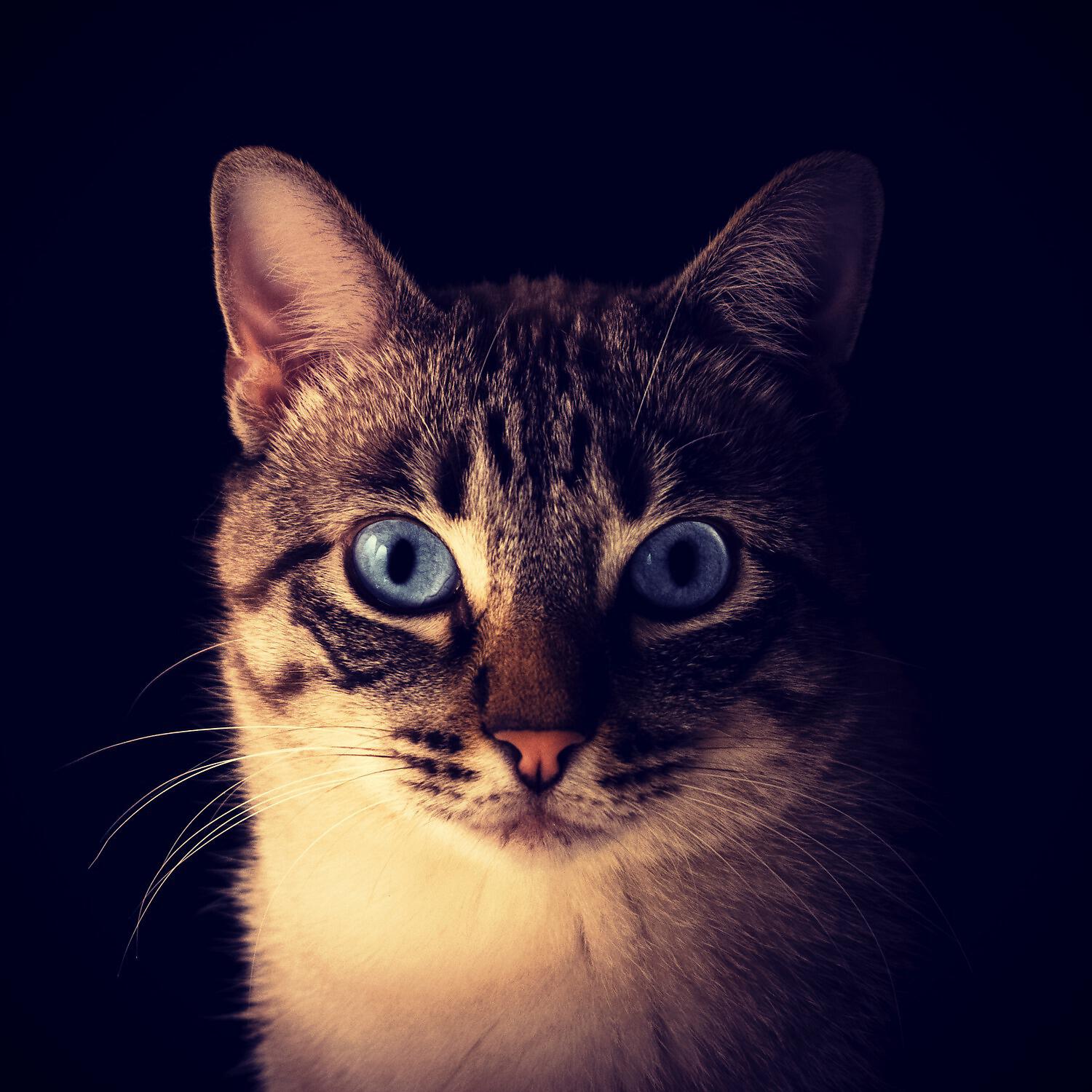 Cat Music - Buddha Zen