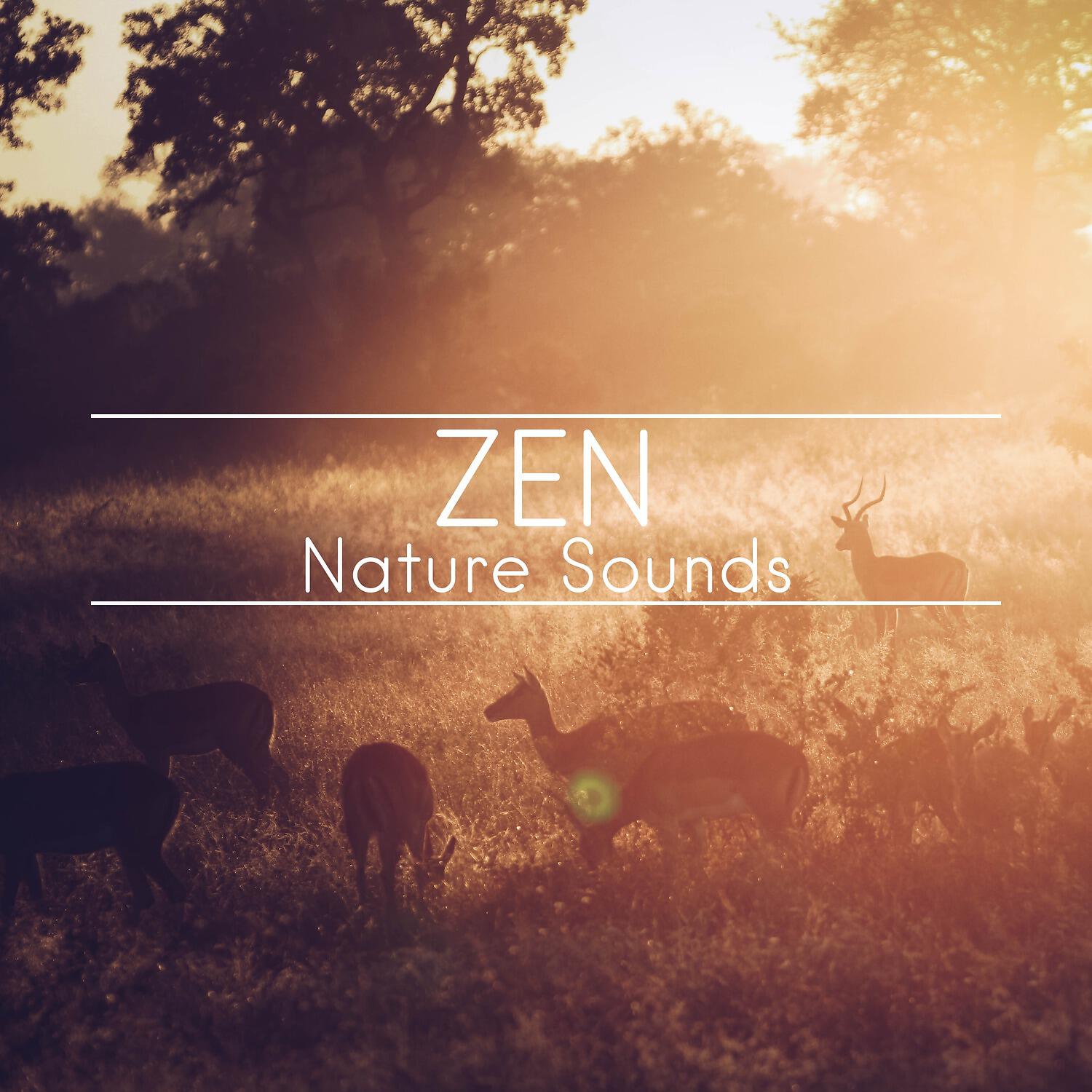 Nature Sounds - Morning Music (Sounds of the Country Side)