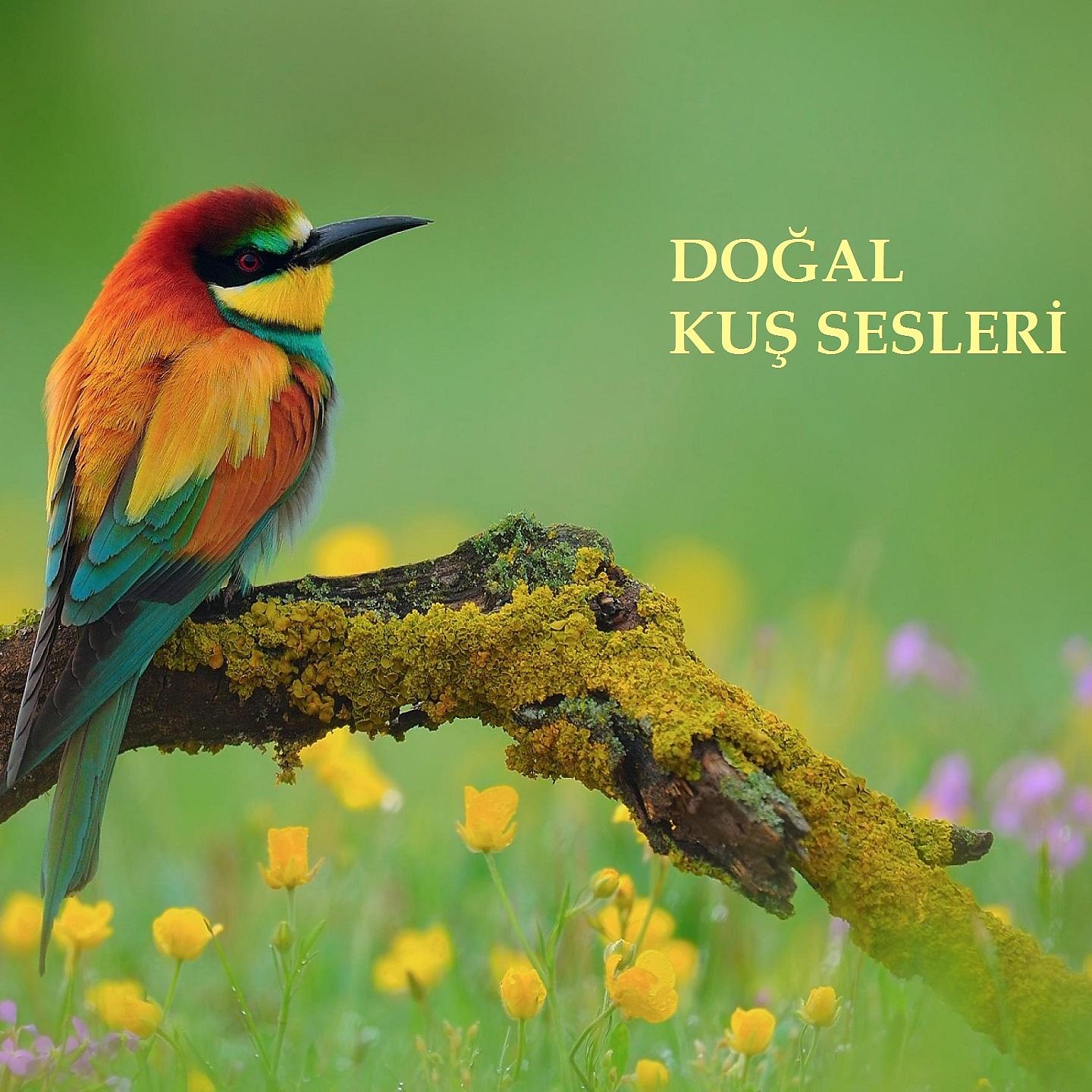 Постер альбома Doğal Kuş Sesleri