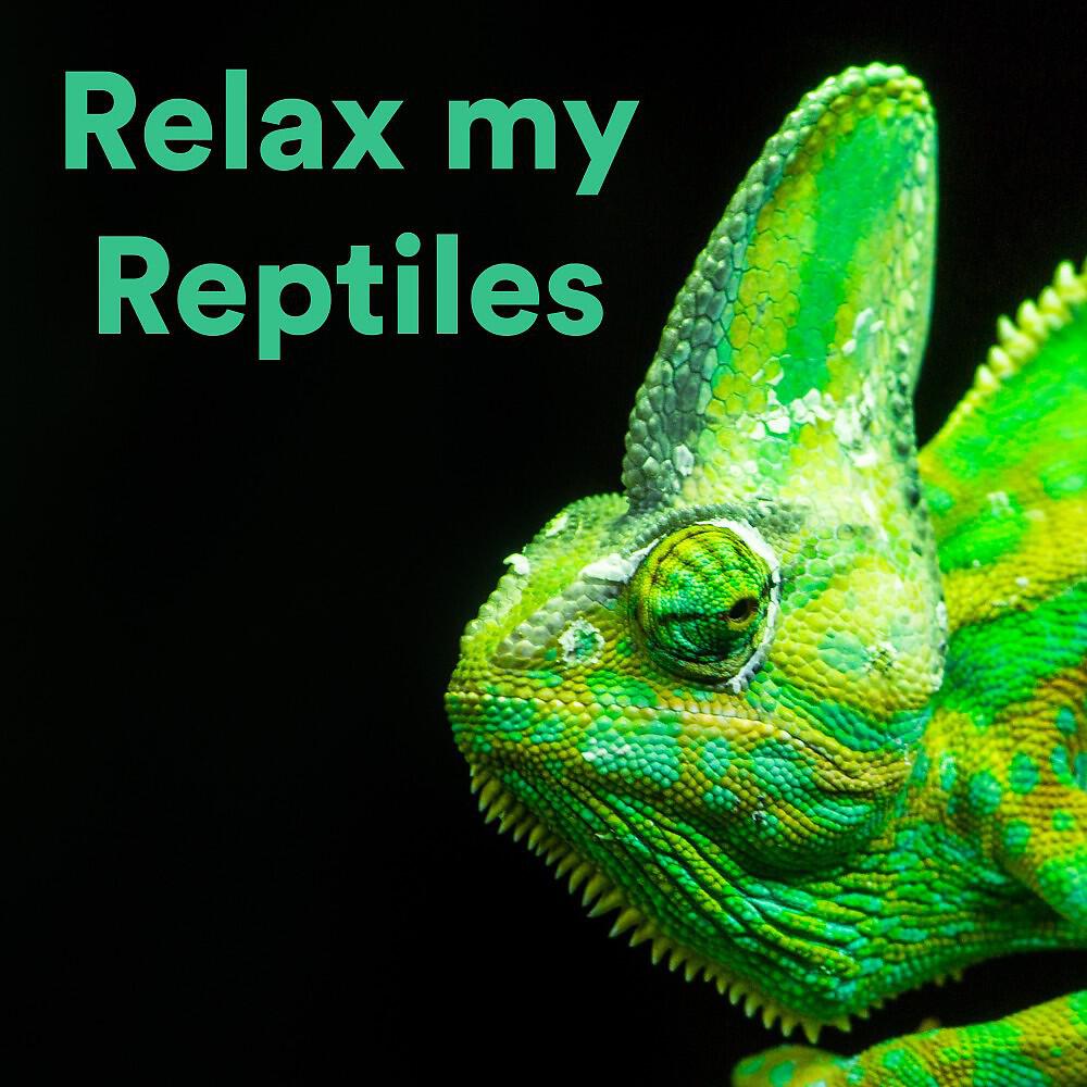 The Guinea Pig Gurus - The Sleeping Guinea Pig