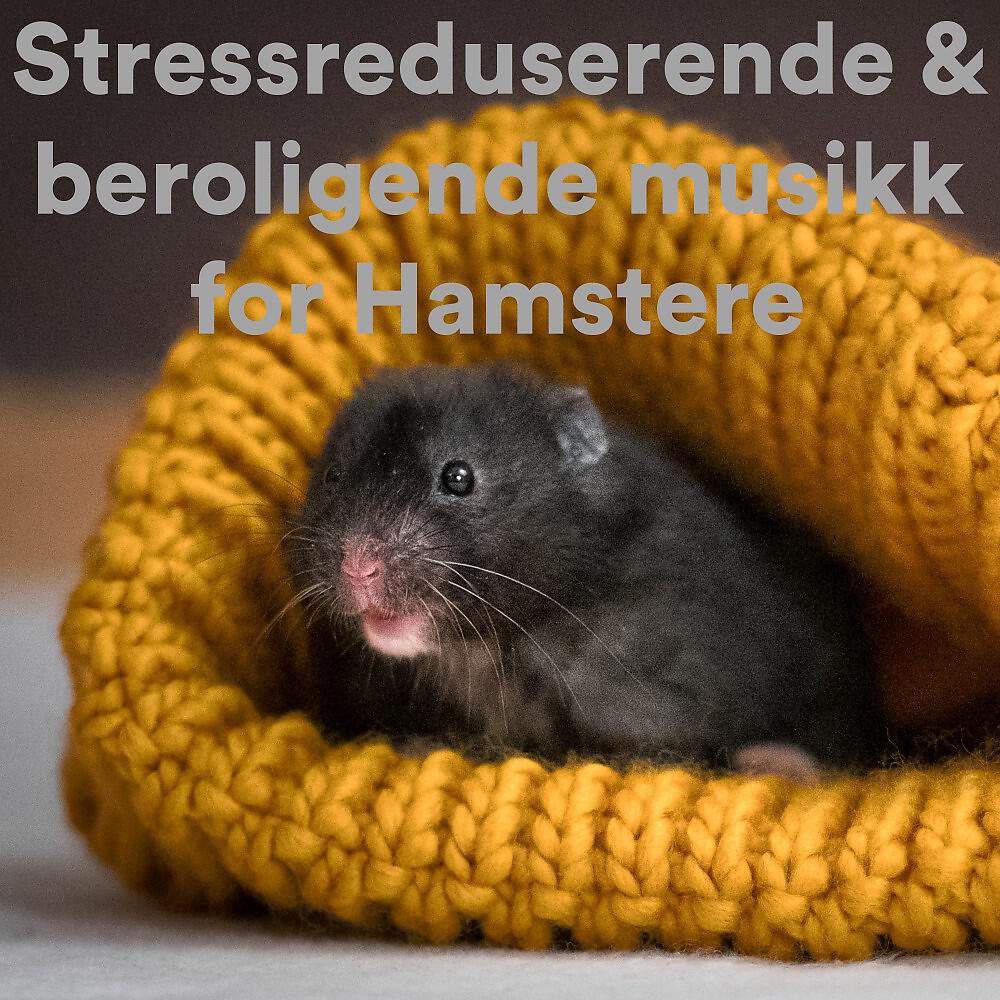 The Guinea Pig Gurus - Lovely Calming Guinea Pig Music