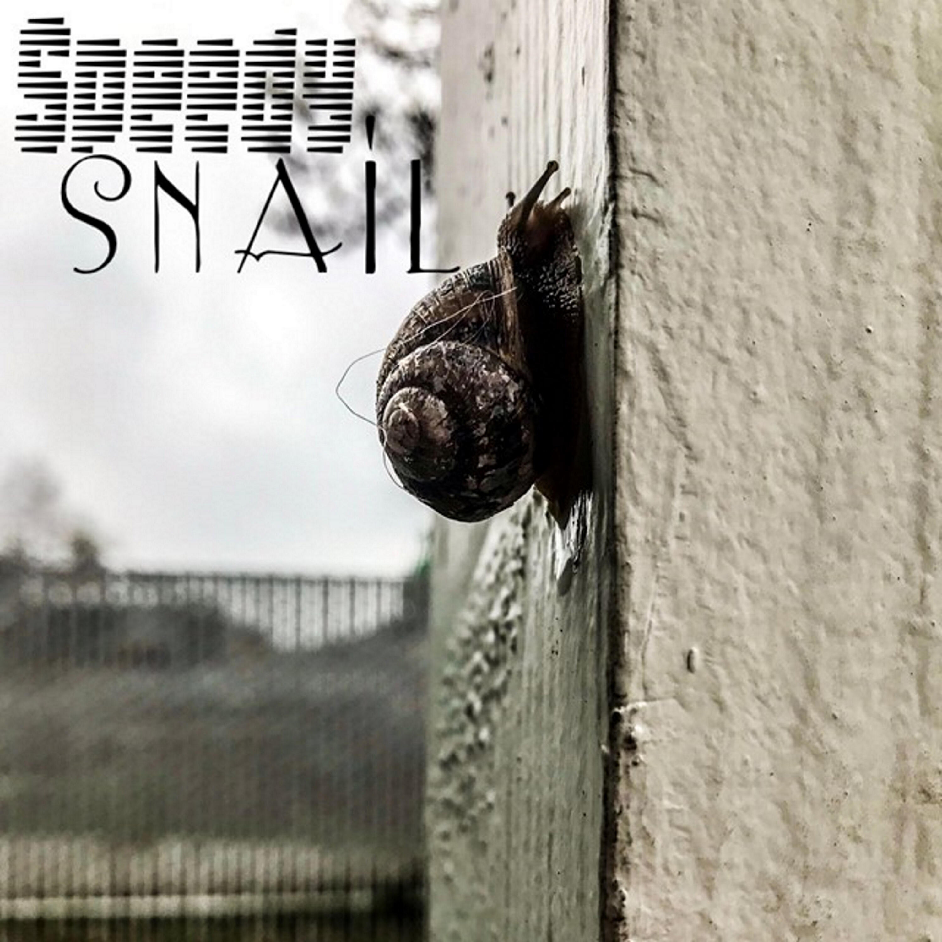 Young Harm - Speedy Snail