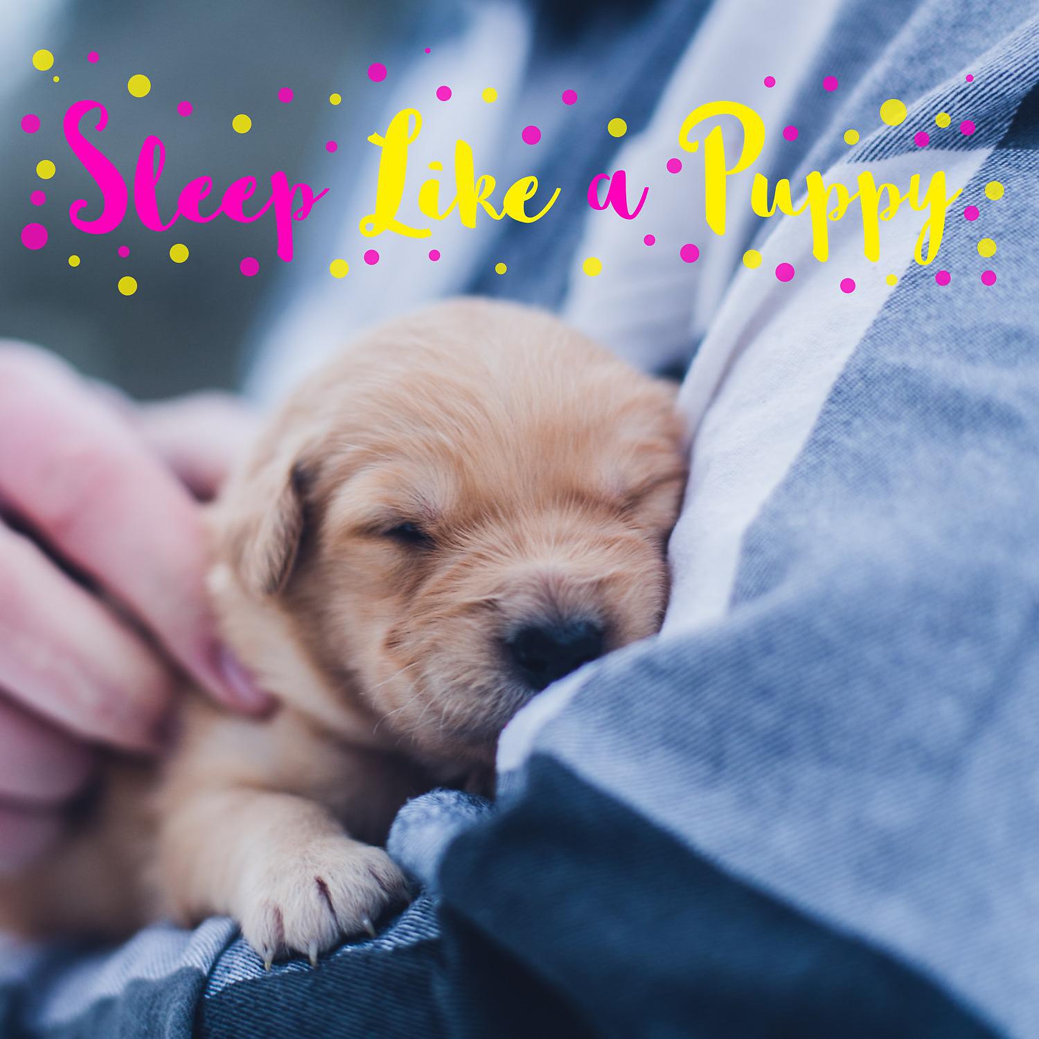Постер альбома Sleep Like a Puppy
