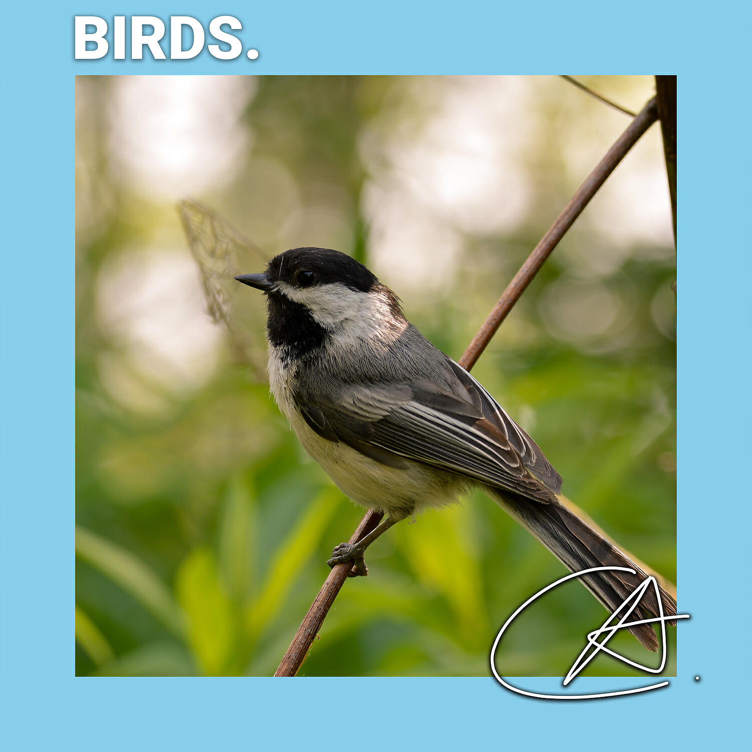 Yoga Music - Amazing sounds of Birds in Quiet Christmas to help your baby sleep