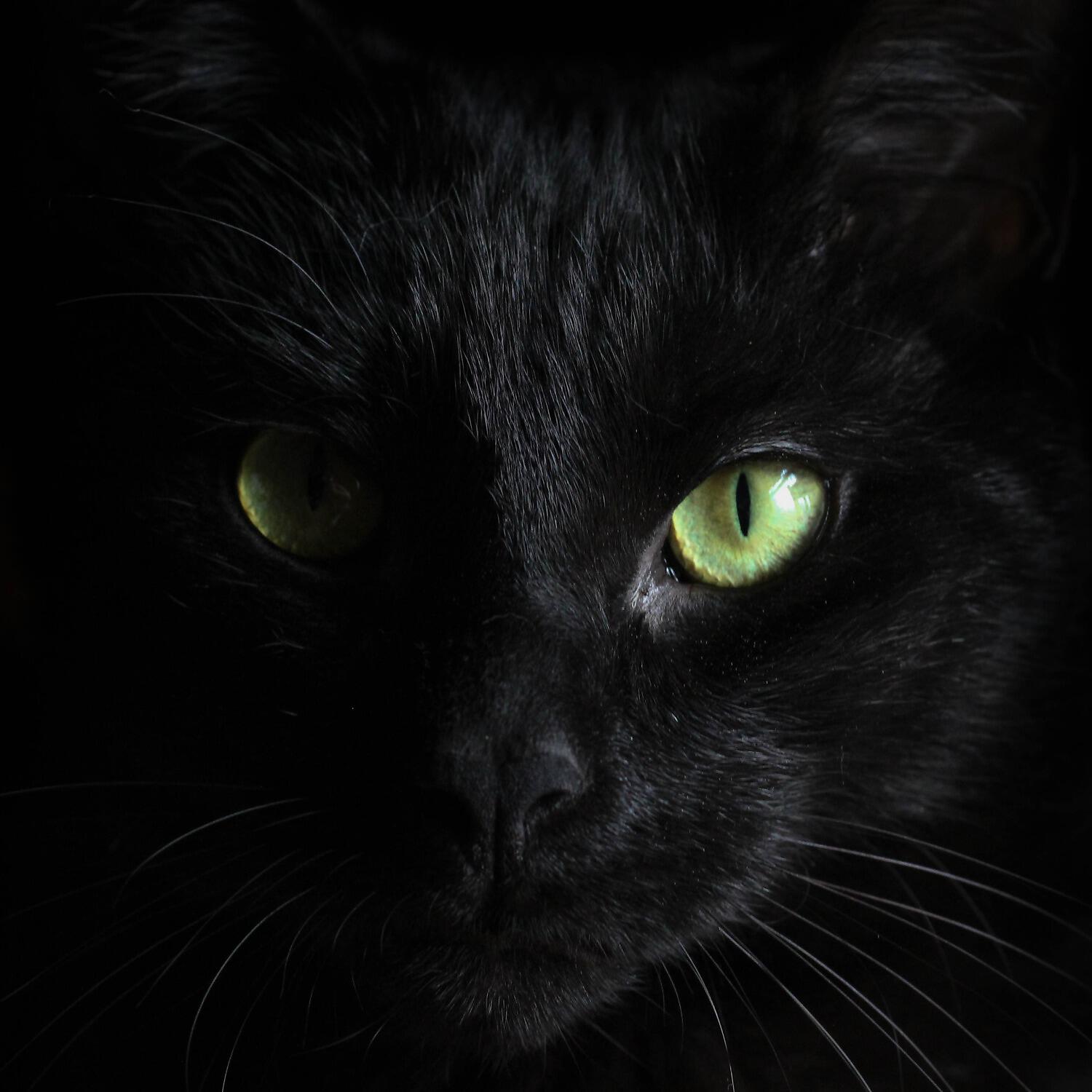 Cat Music - From Zero to Infinity