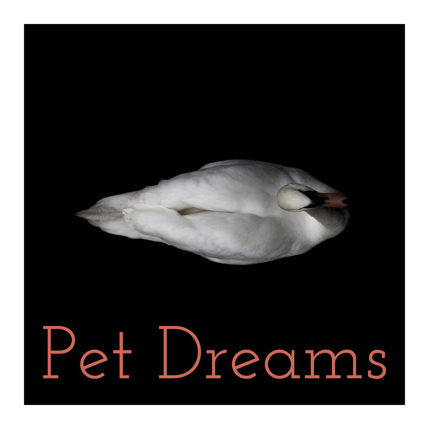 Calm Pets Music Academy - Albion Sparks