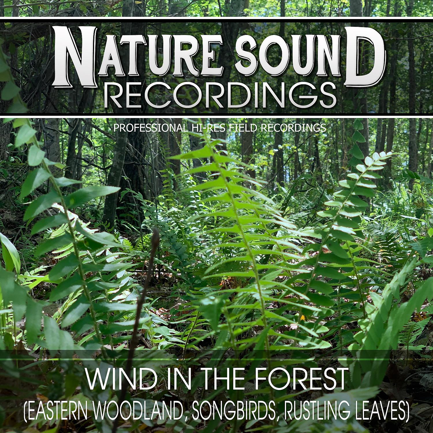 Постер альбома Wind in the Forest (Eastern Woodland, Songbirds, Rustling Leaves)