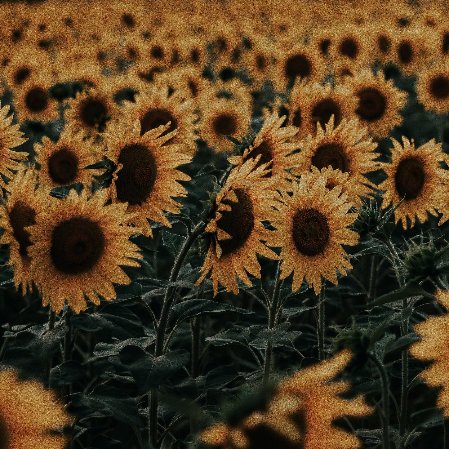 Why Not Try It? - Sun Flower