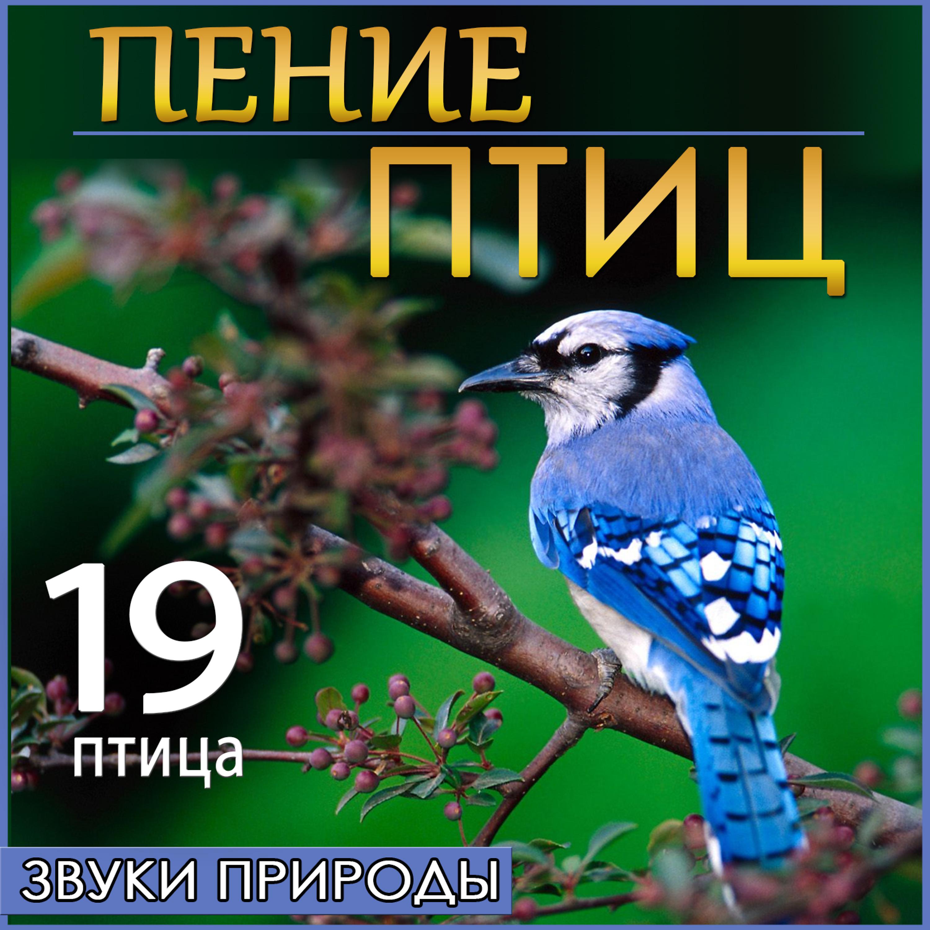 Постер альбома 19  птица Пение птиц. Звуки природы