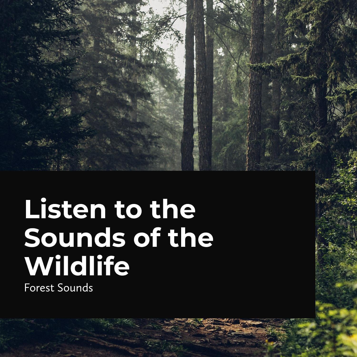Forest Sounds - Rainstorm Hitting the Trees