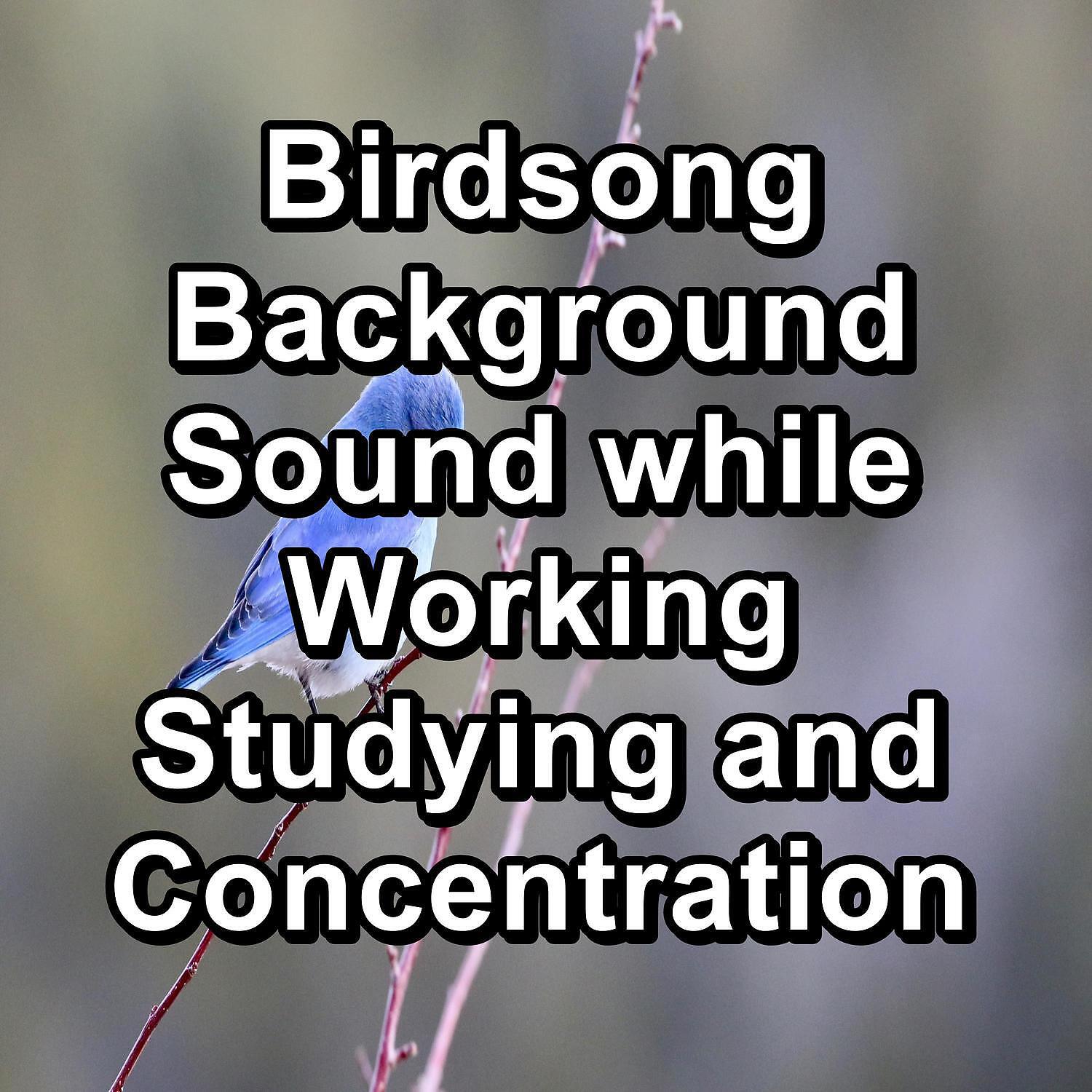 Nature Bird Sounds - Calming Birdsongs