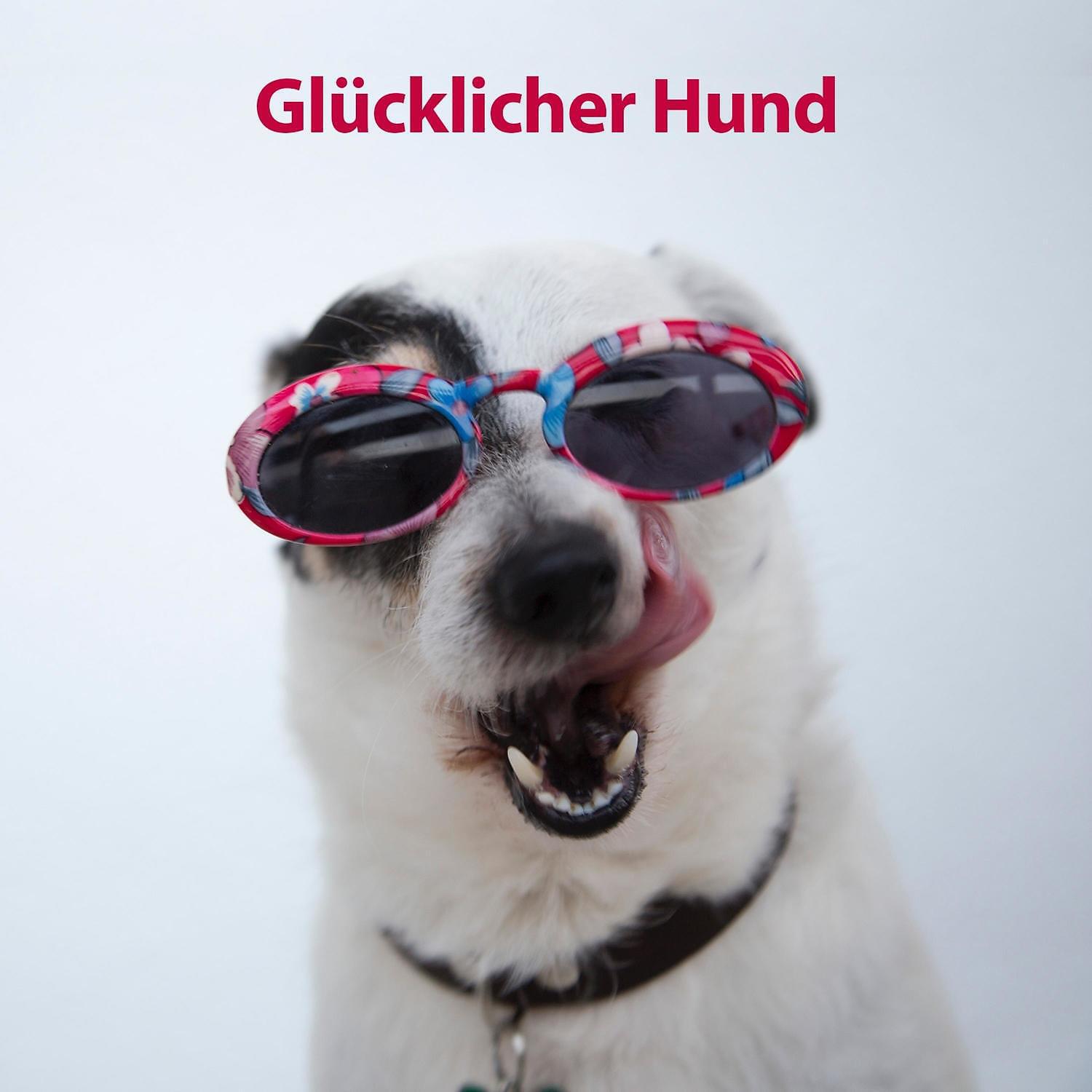 RW Klaviermusik für Hunde - Instrumentelle Musiktherapie