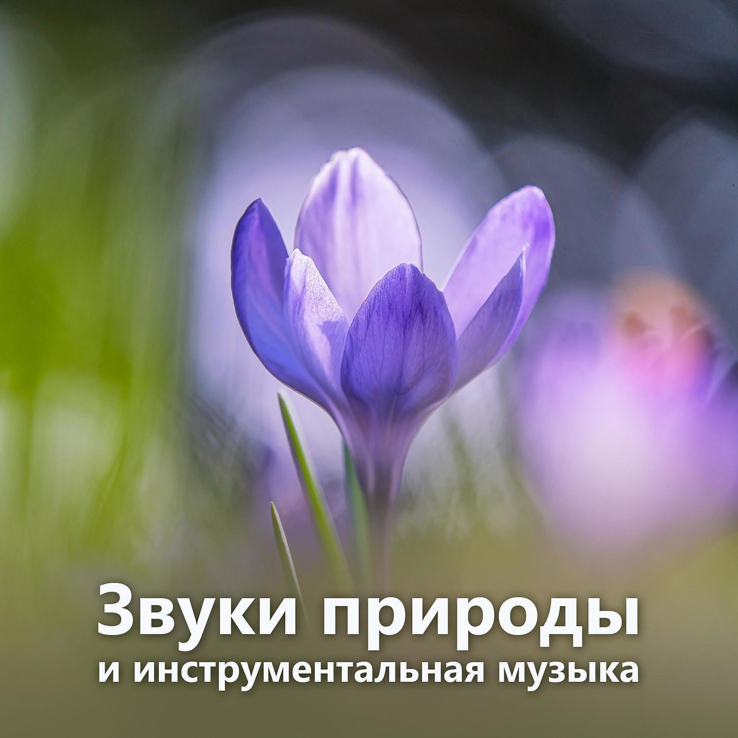 RW Инструментальная музыка со звуками природы - Время для медитации