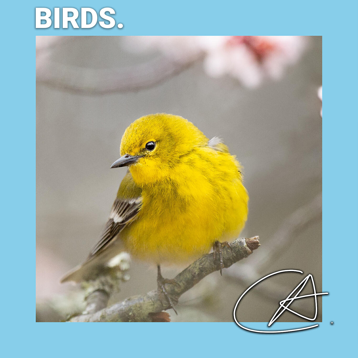 White Noise Baby Sleep - Amazing Sound of Singing Bird in Christmas helps your body to relax