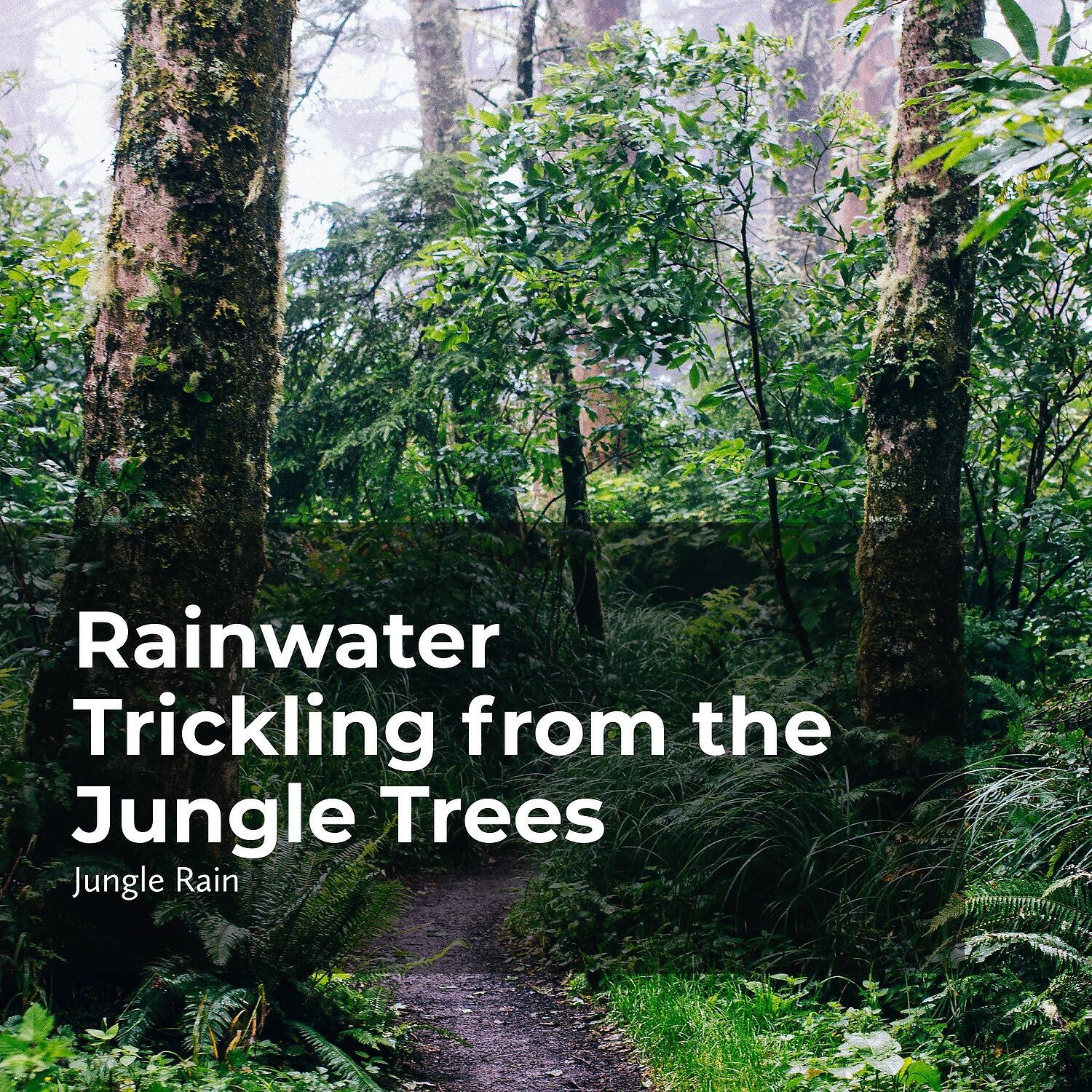 Jungle Rain - Seeping Rain Showers