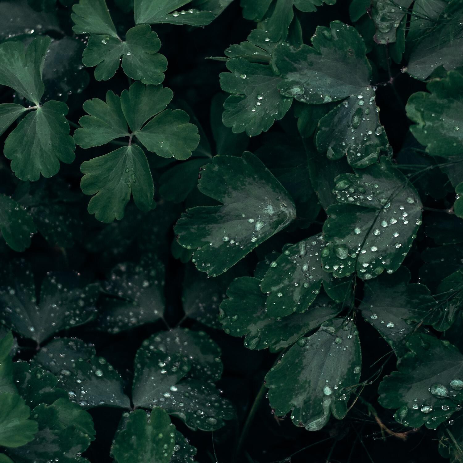 Calm Sleep Rain Sound - Satisfying Rain Drops Sedate