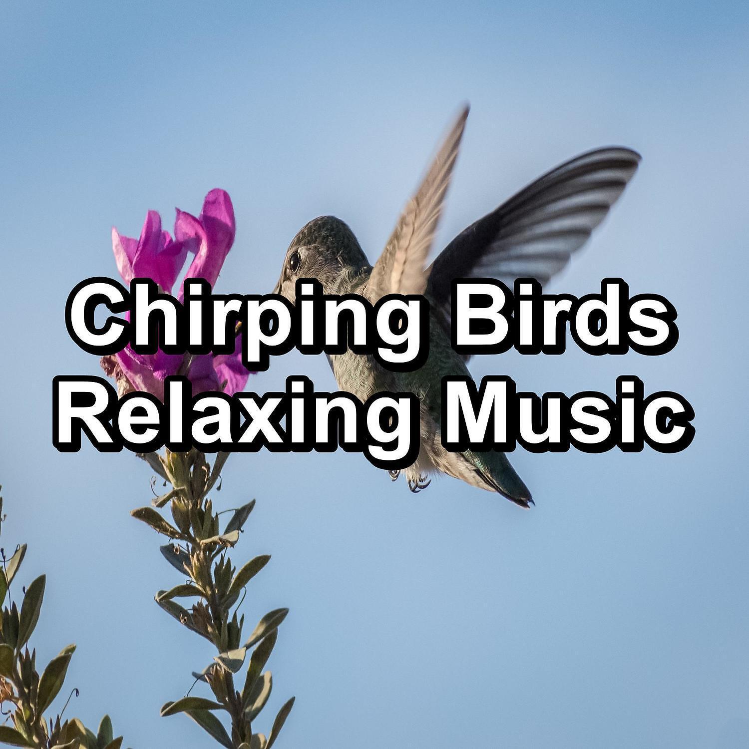 Singing Birds - Music from Birds For Studying To Help Your Baby Relax