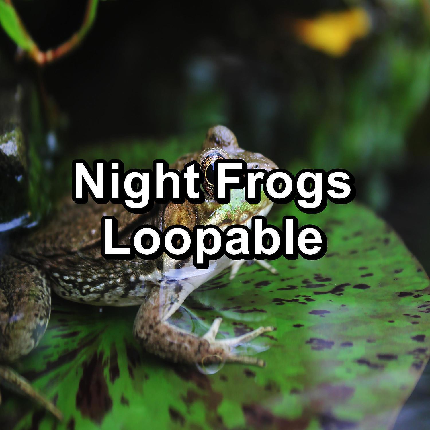 Nature Sound Series - Sound of Frogs Marsh Sound