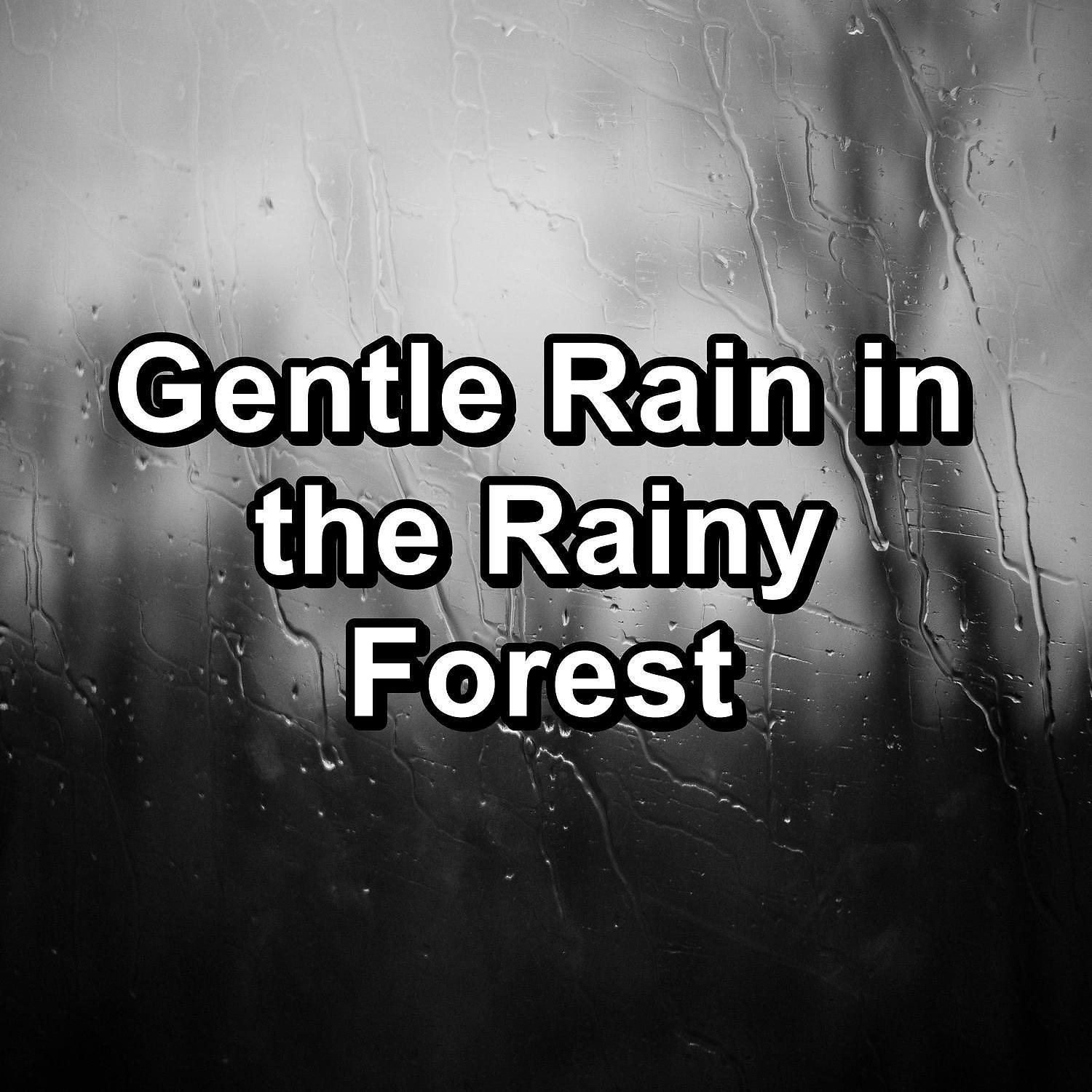 Постер альбома Gentle Rain in the Rainy Forest