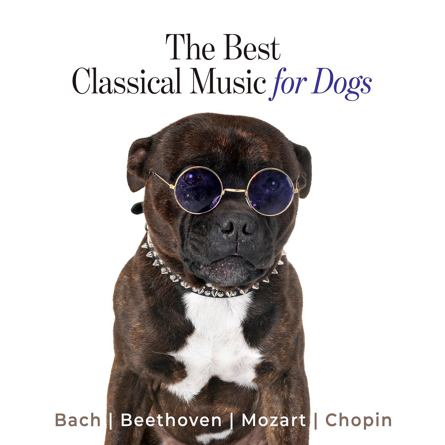 Постер альбома The Best Classical Music for Dogs: Bach, Beethoven, Mozart, Chopin, Calm Down Your Animal when You Are Out, Piano Music
