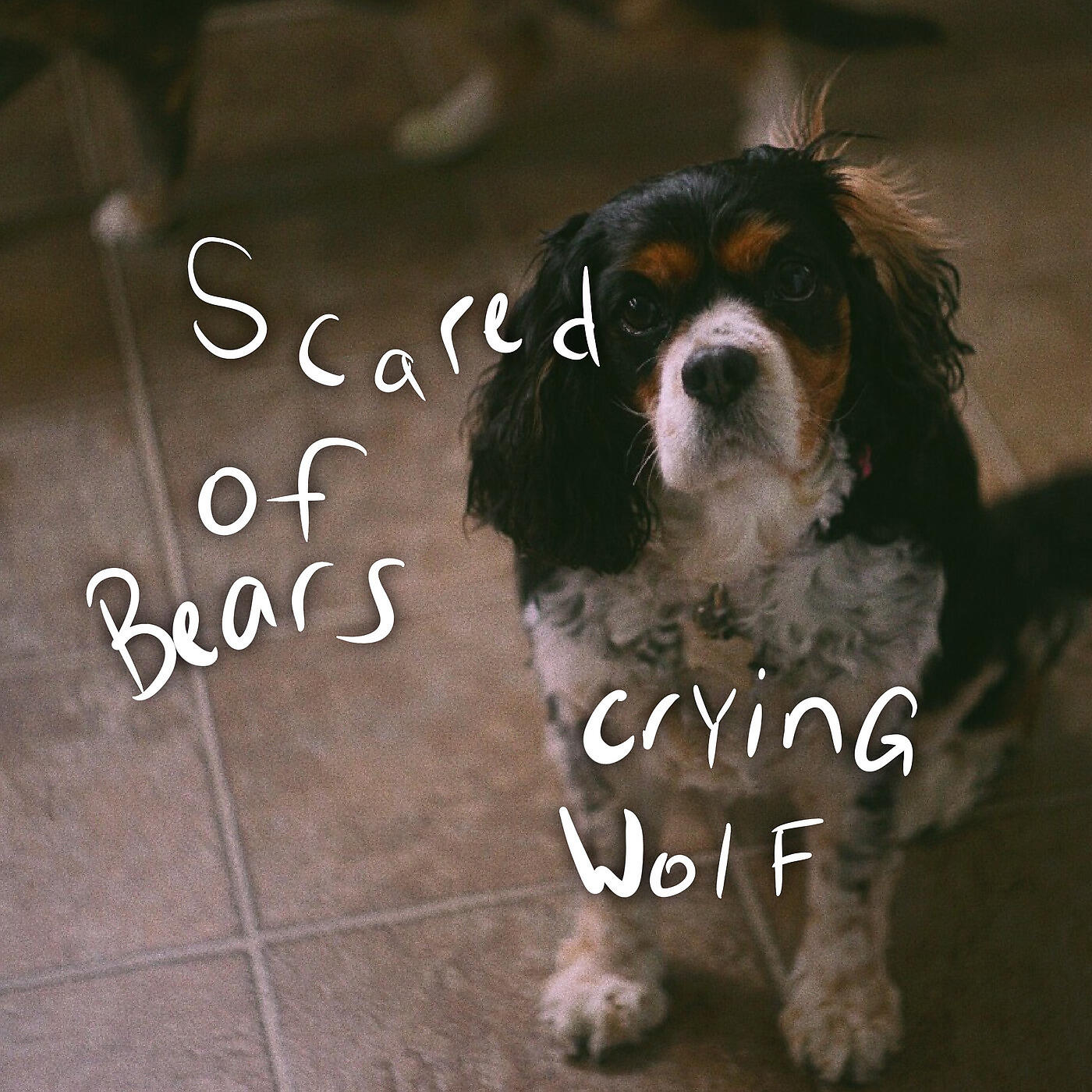 Scared Of Bears - Face Value