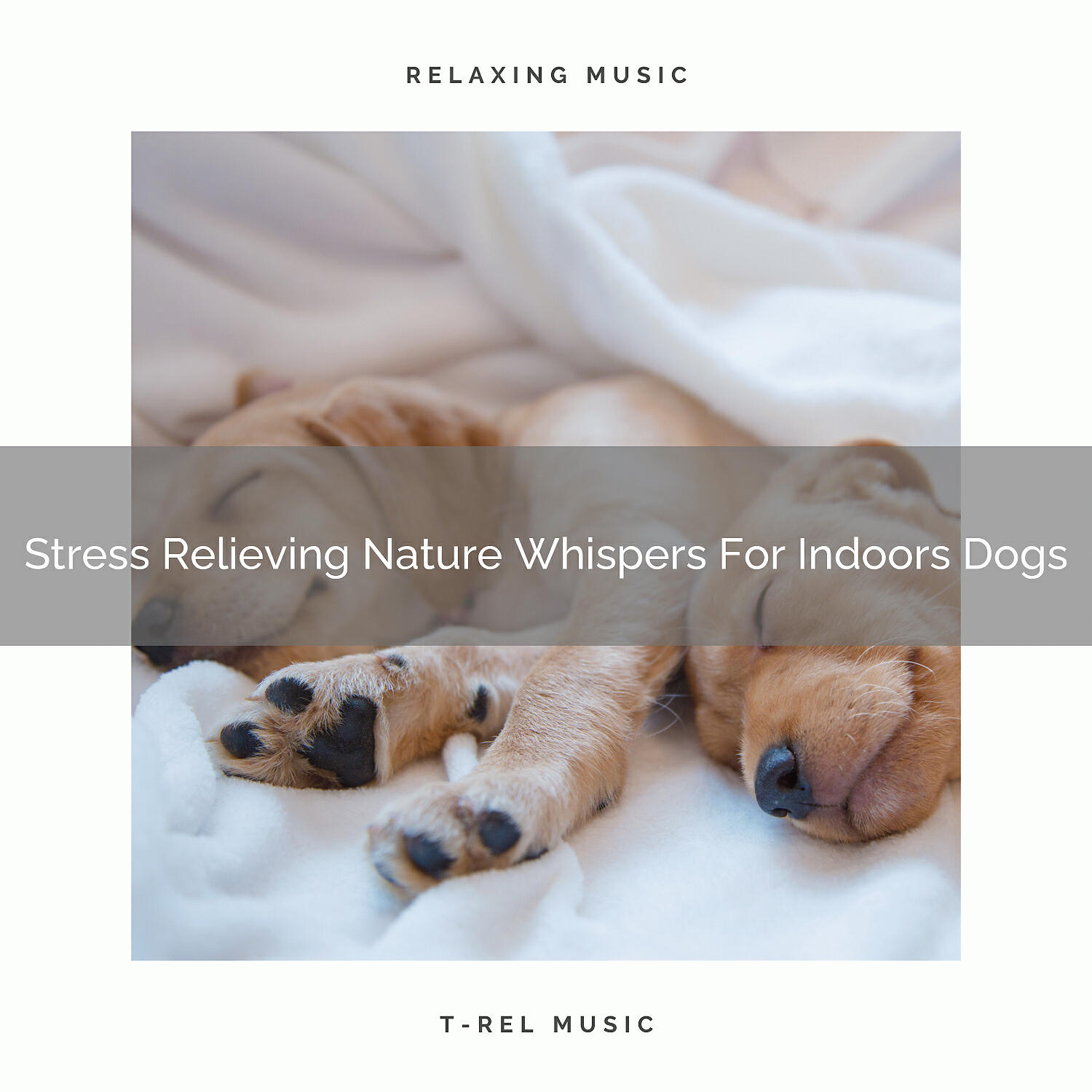 Pets Relax - Calming Wind Noises Especially For Beloved Dogs