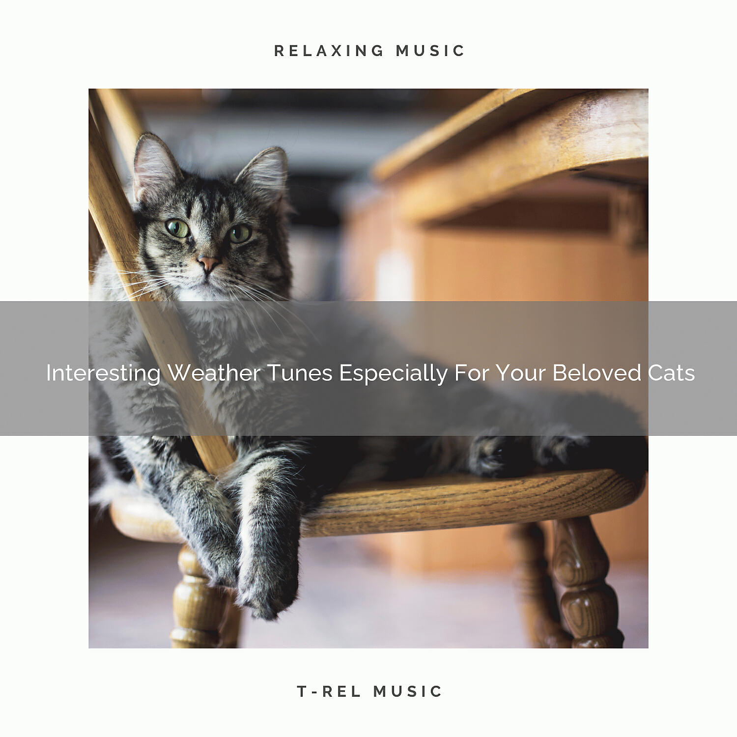 Cats Music Cradle - Relaxing Woods Tunes For Home Cats