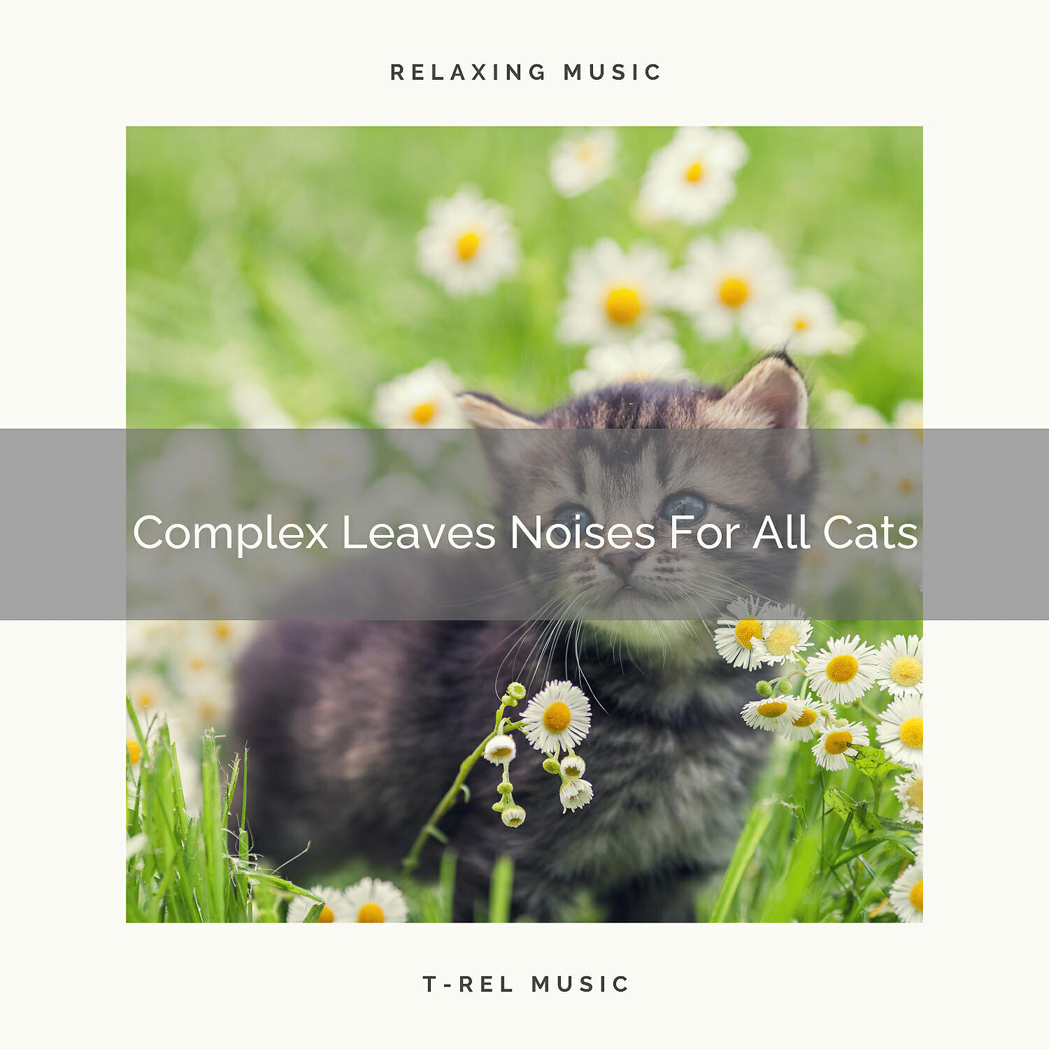 Cats Music Cradle - All Waves Tunes Especially For Your Beloved Cats