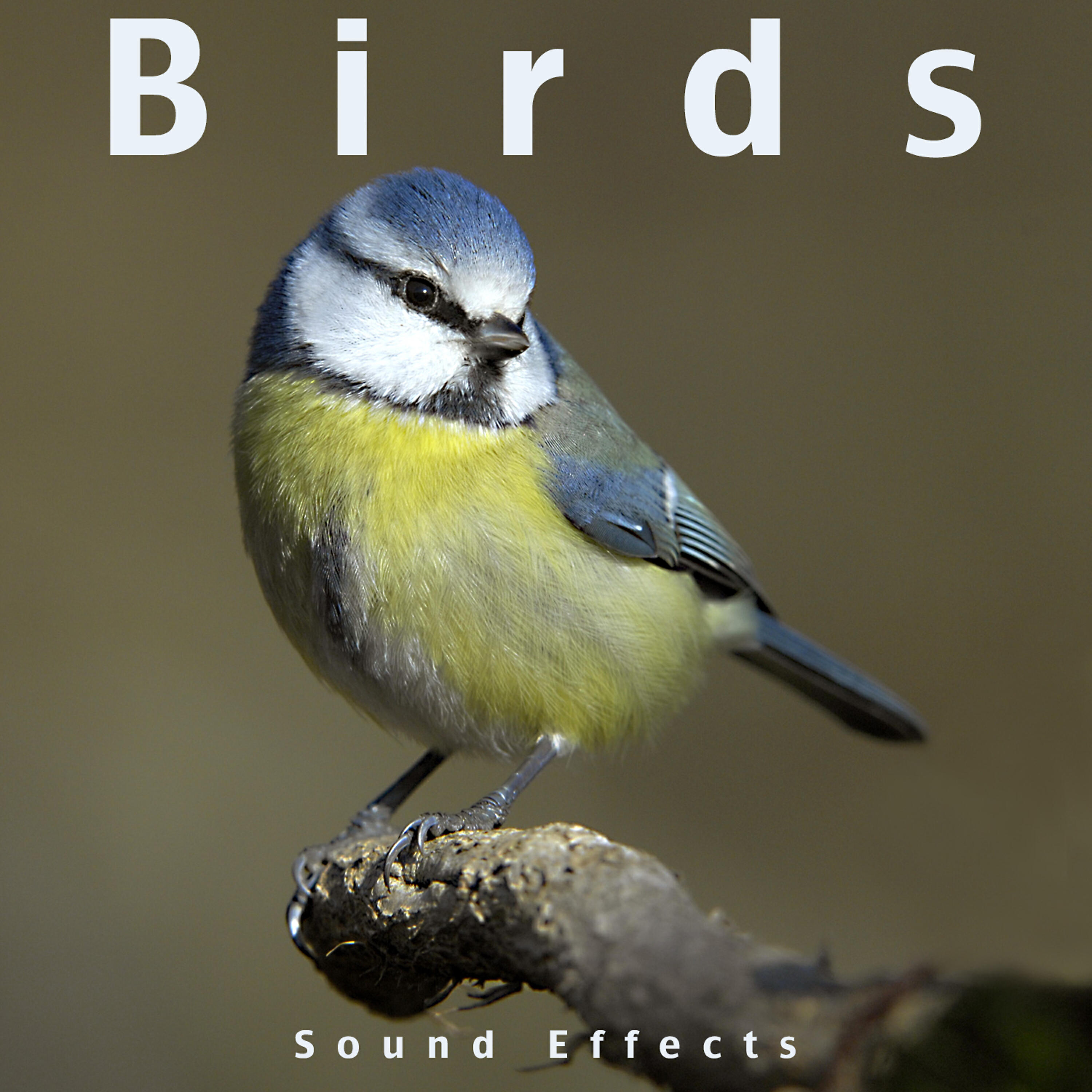 Sound Effects Inc. - Bird Chirps