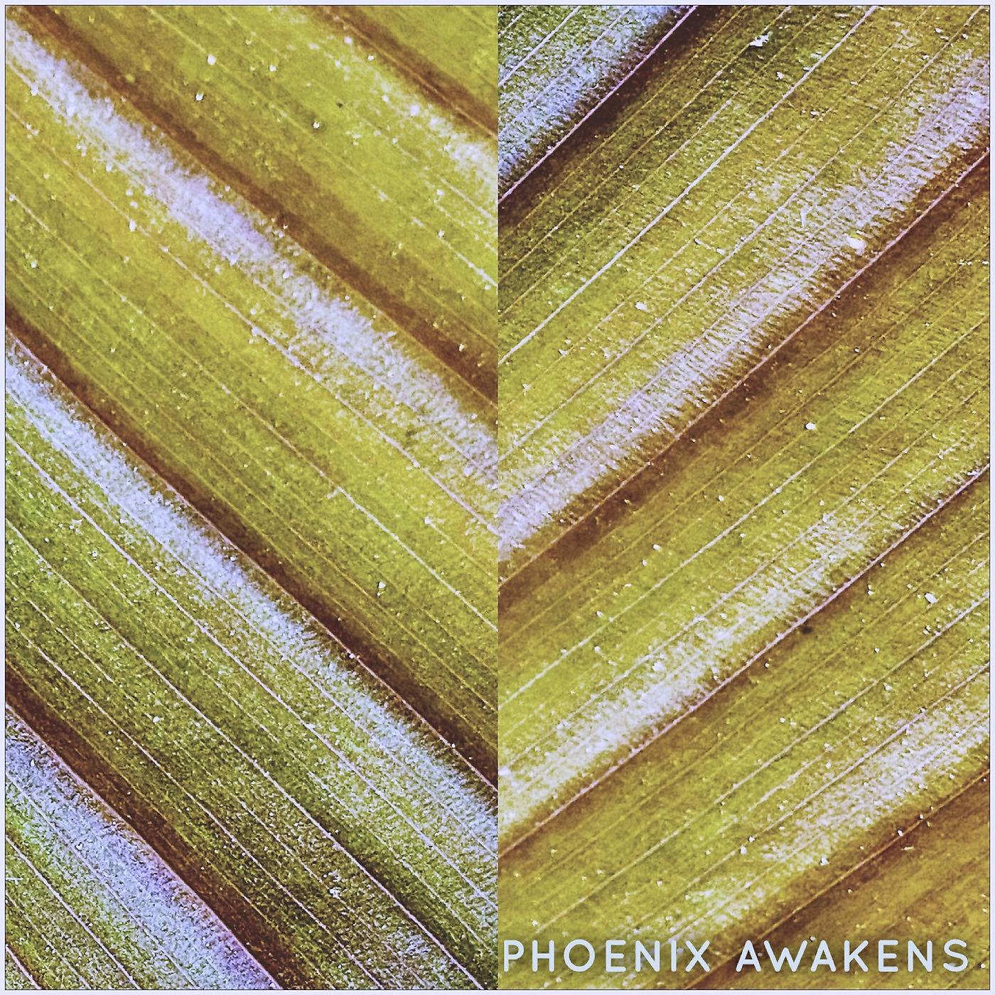 Постер альбома Phoenix Awakens