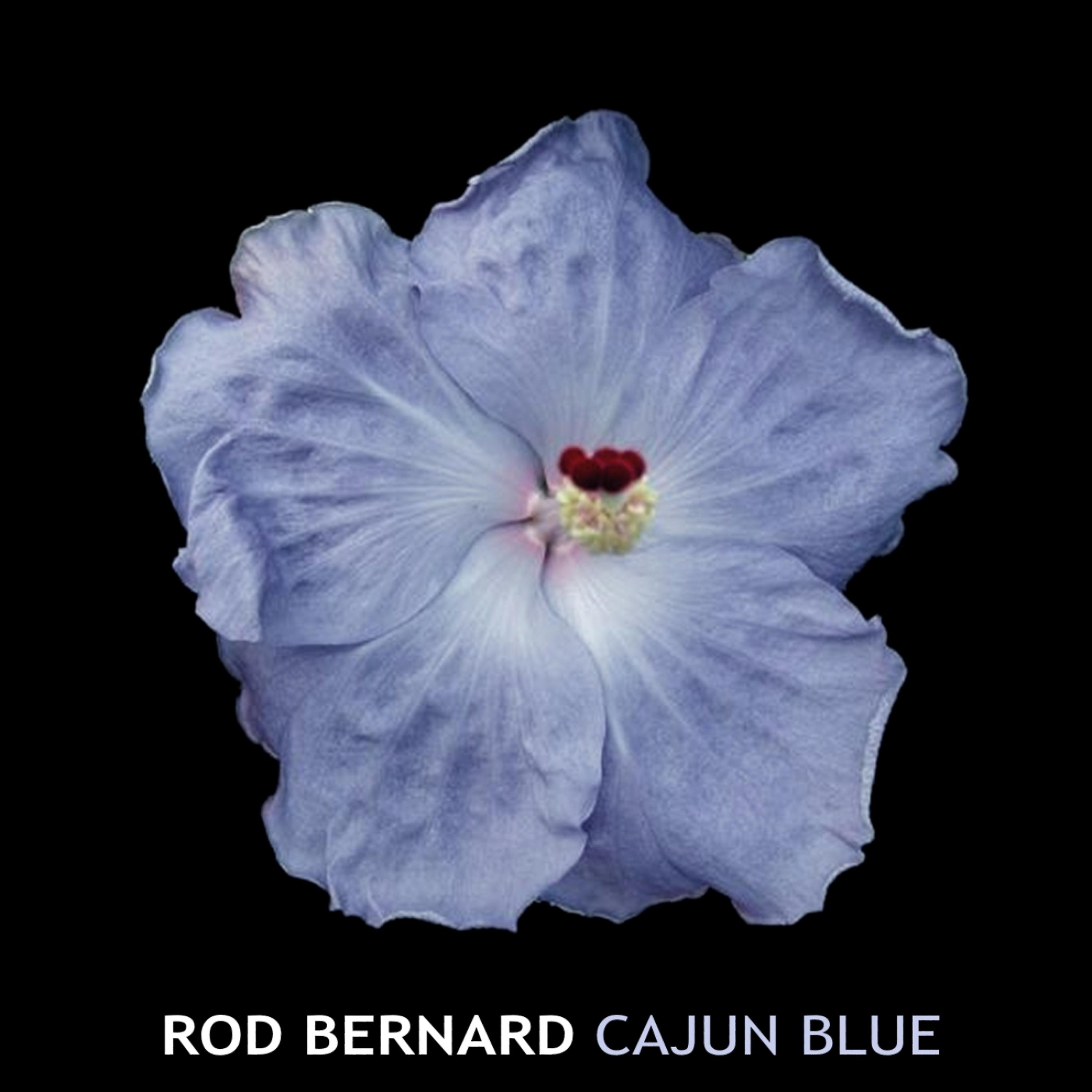 Постер альбома Cajun Blue