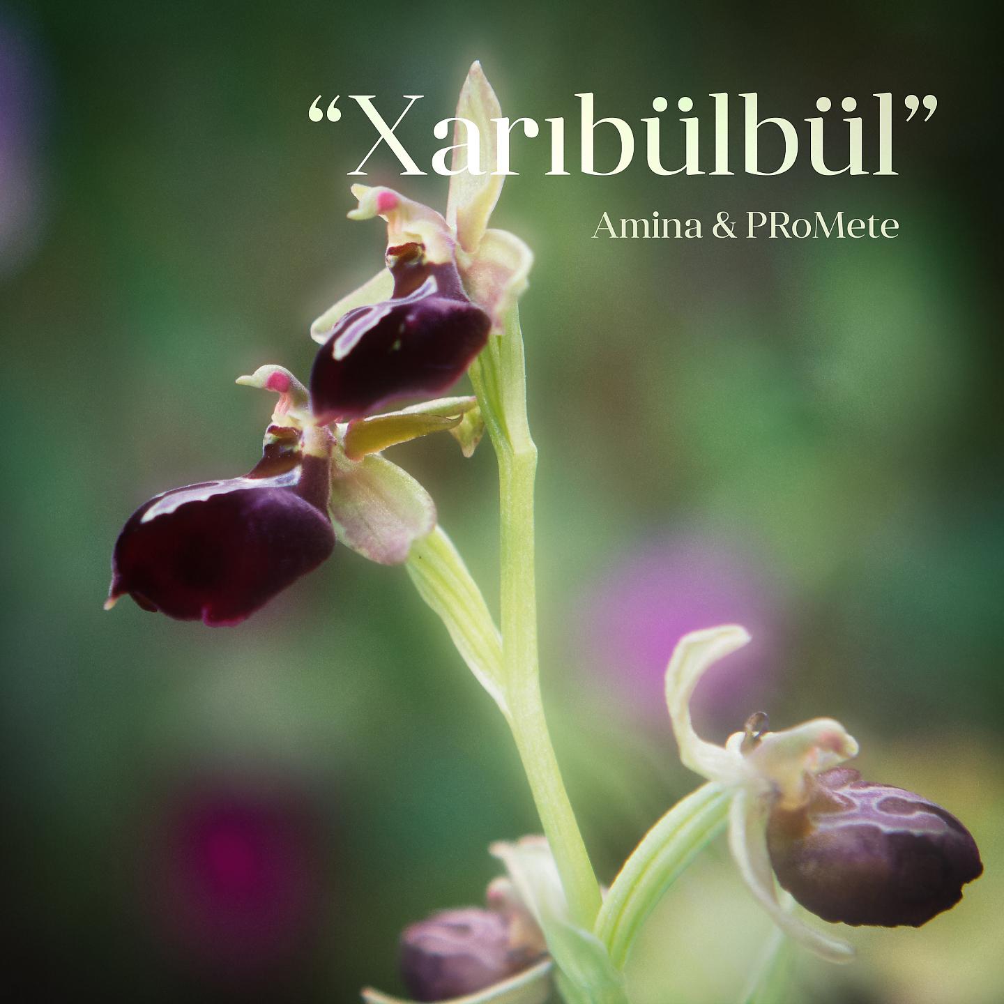 Постер альбома Xarıbülbül