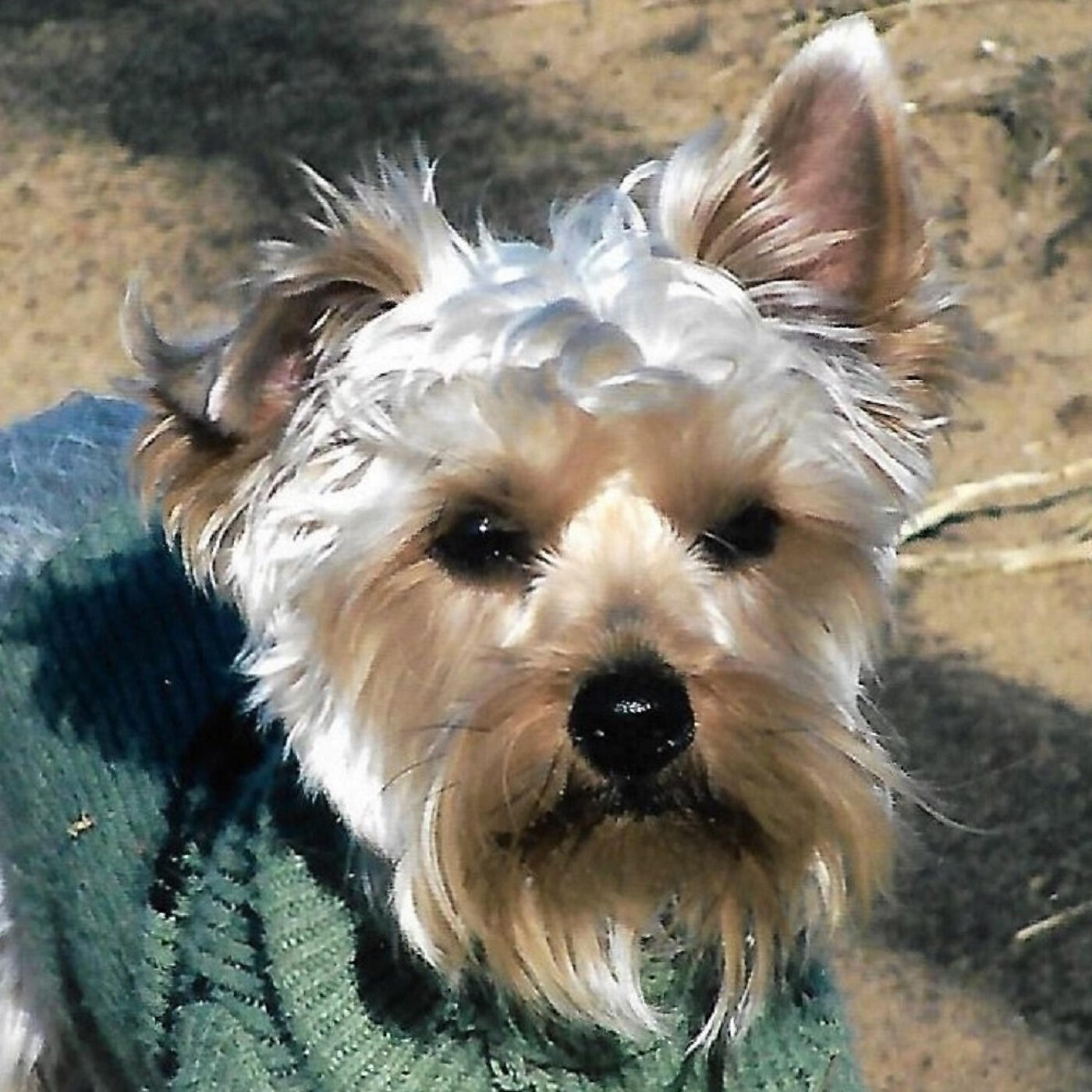 Olive the Otter Dog - Clair De Lune