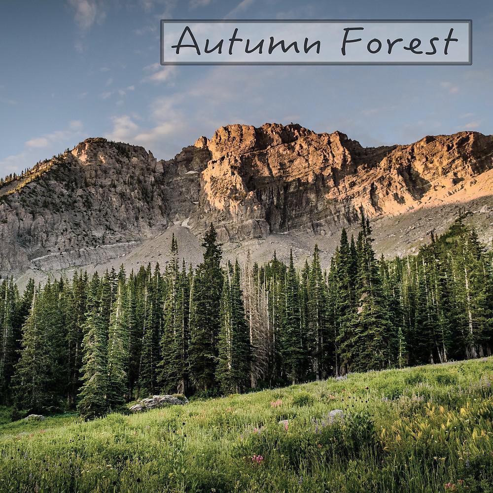 Постер альбома Autumn Forest