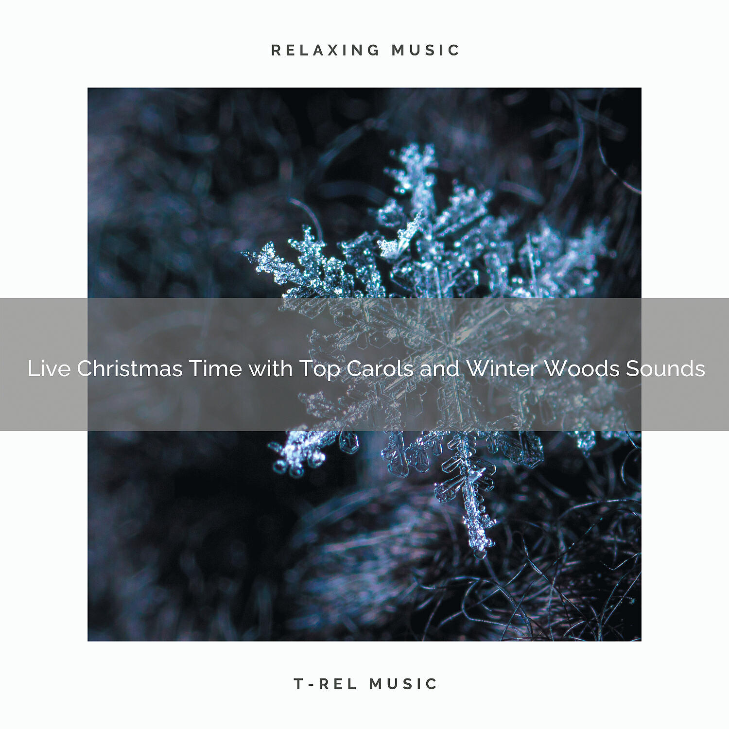 Water Soundscapes - Live Christmas with Calming Songs and Bird Calls