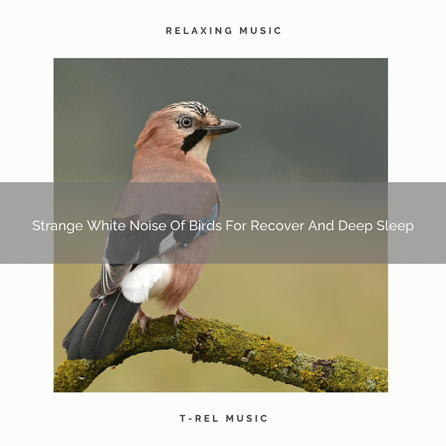The Nature Soundscapes - Pure Whispers Of Tweets For Feeling Better And Enjoy Every Day