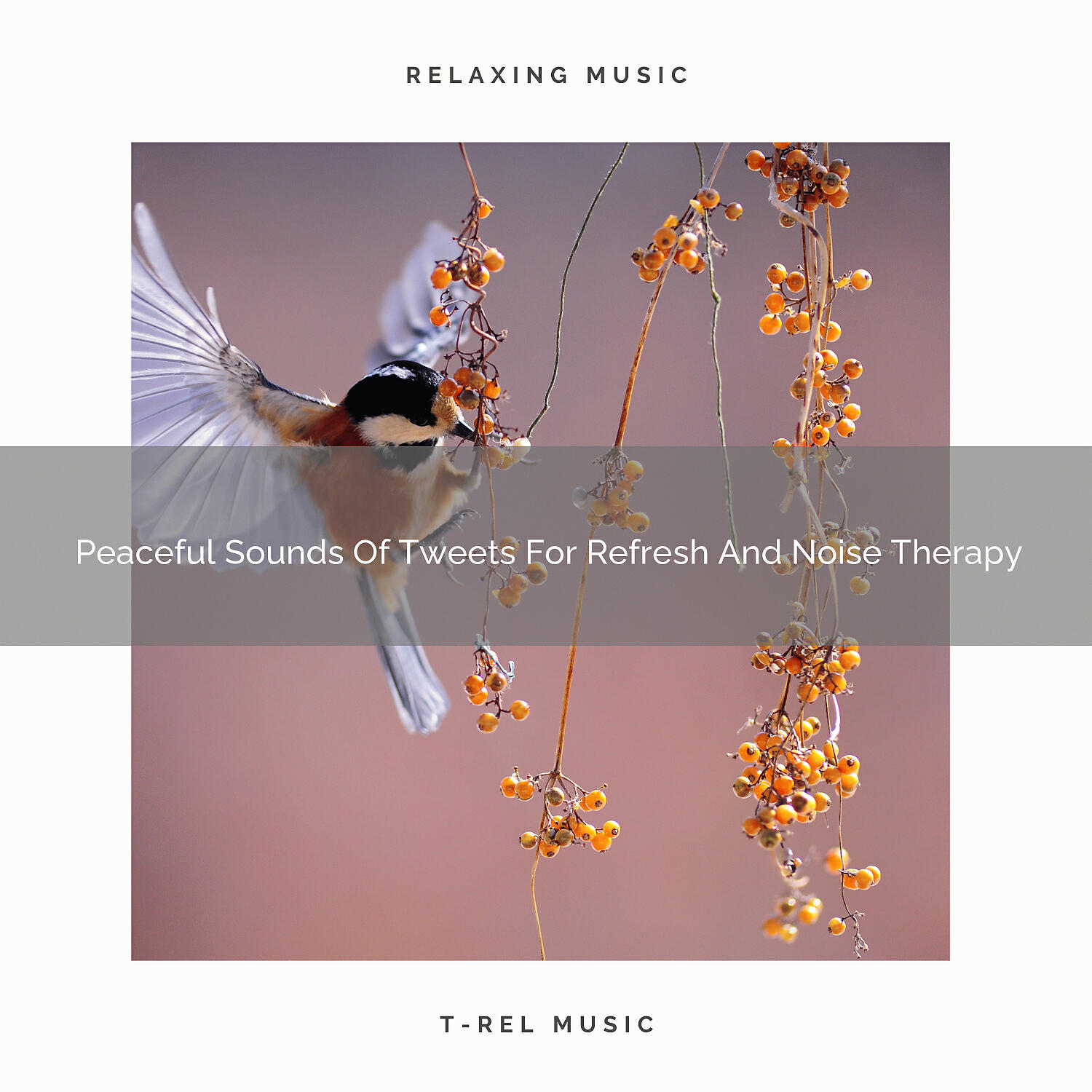Sound of the Wilderness - Sounds Of Tweets For Calm Down And Happy Mornings
