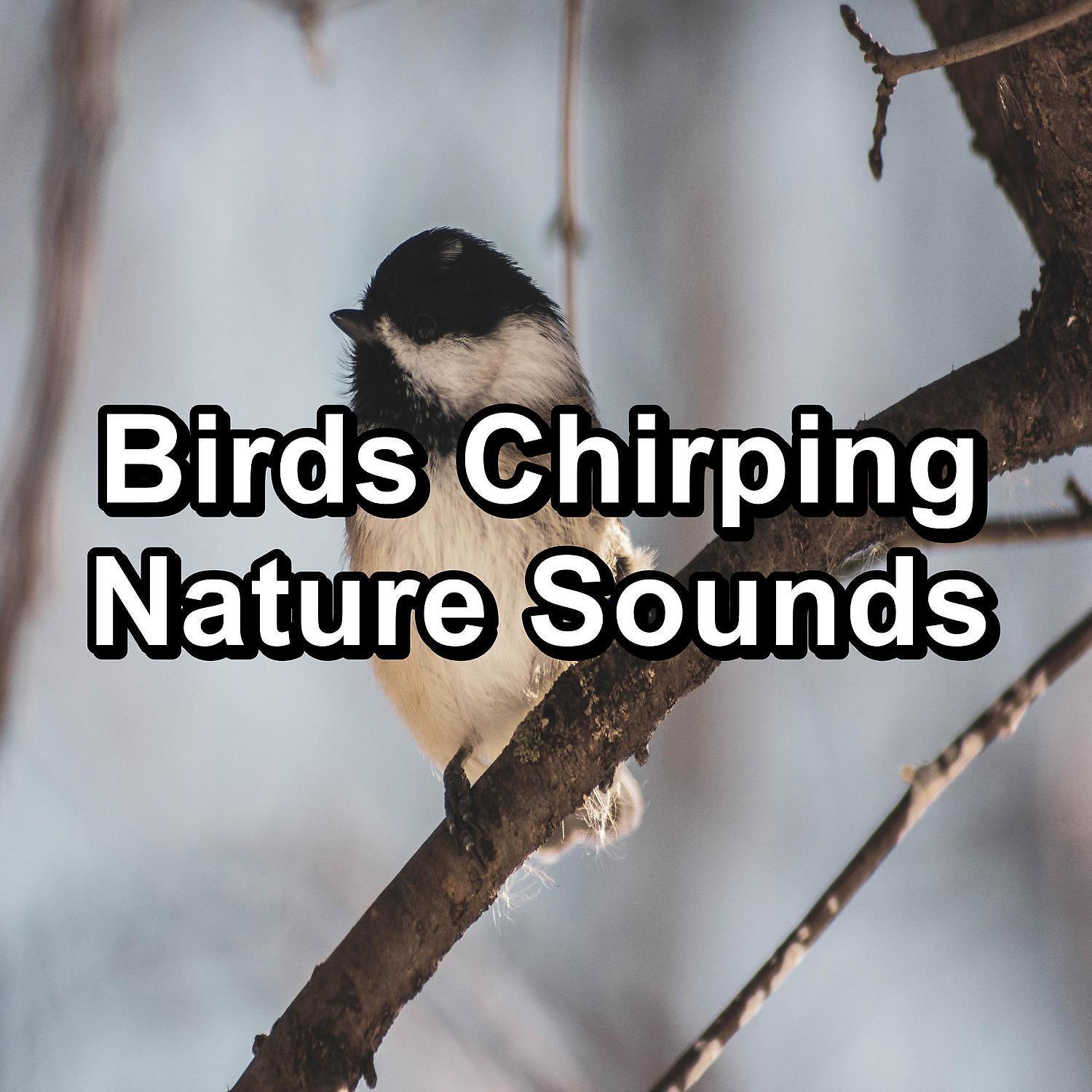 Постер альбома Birds Chirping Nature Sounds