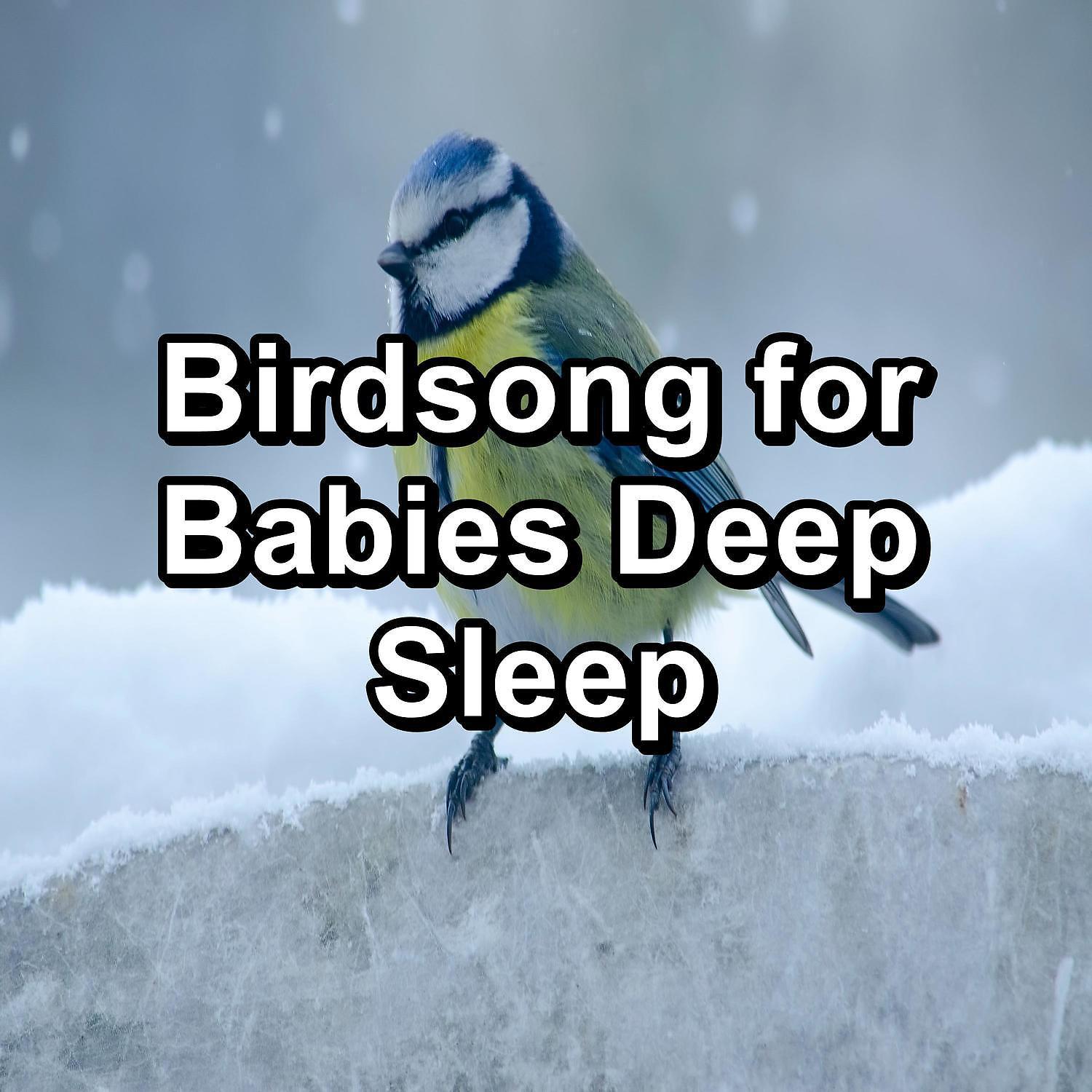 Постер альбома Birdsong for Babies Deep Sleep