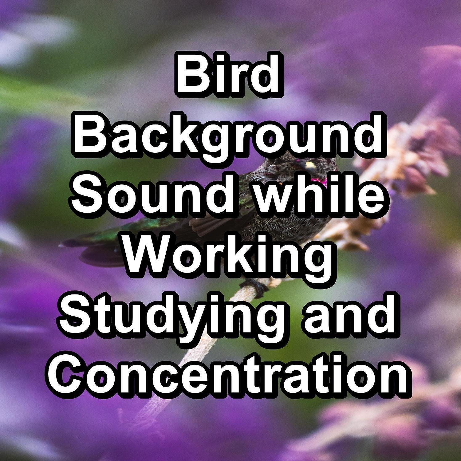 Bird Songs - ASMR Bird Sounds ASMR Instant Relaxing Loopable for the Night