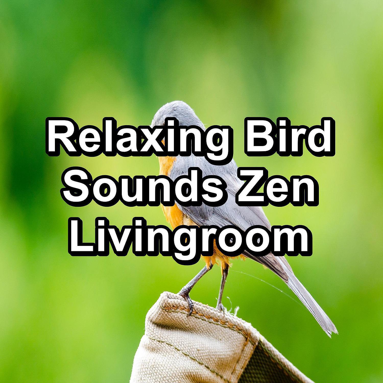 Bird Songs - Music from Birds For Studying To Help Your Baby Relax