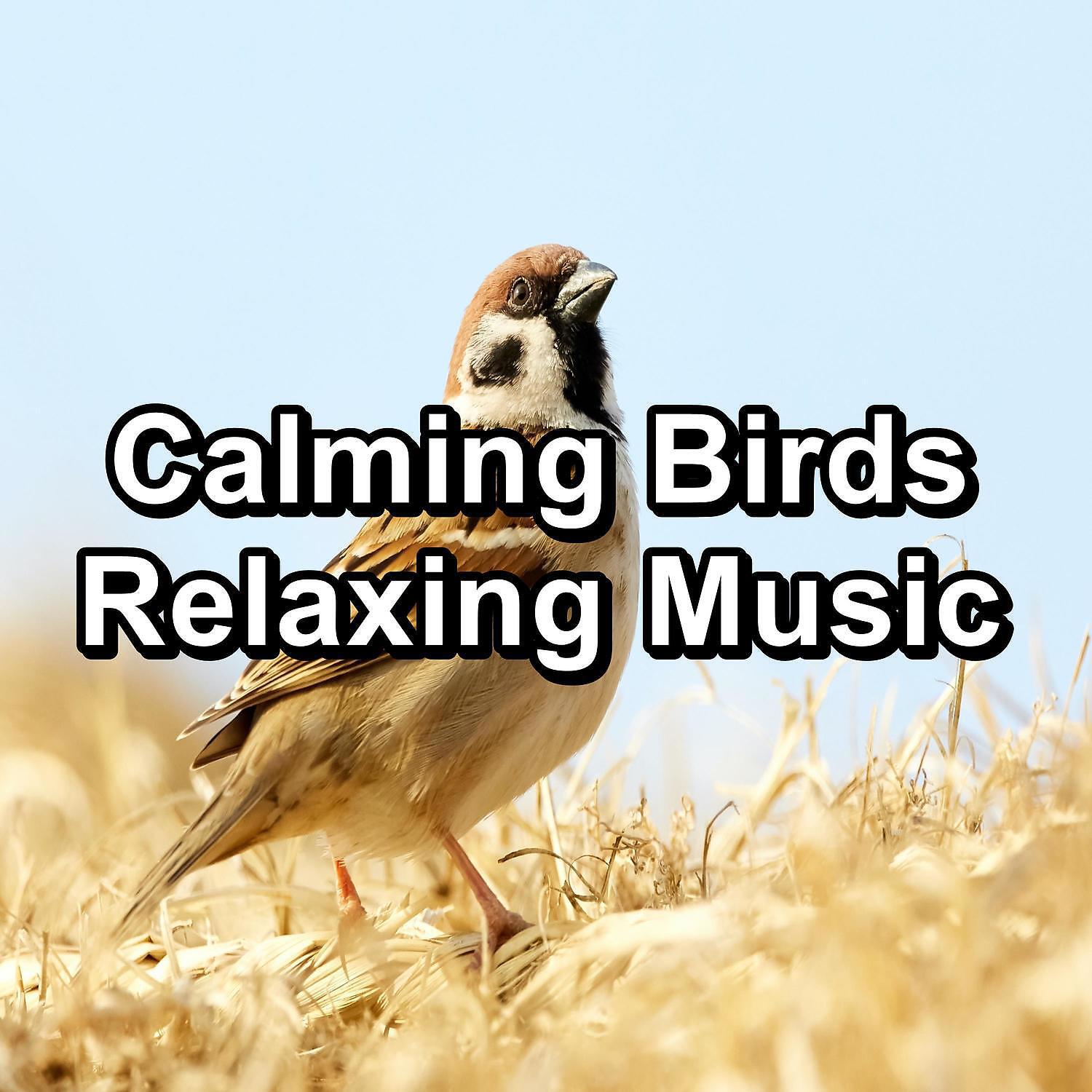 Calm Bird Sounds - Singing Birds in the morning