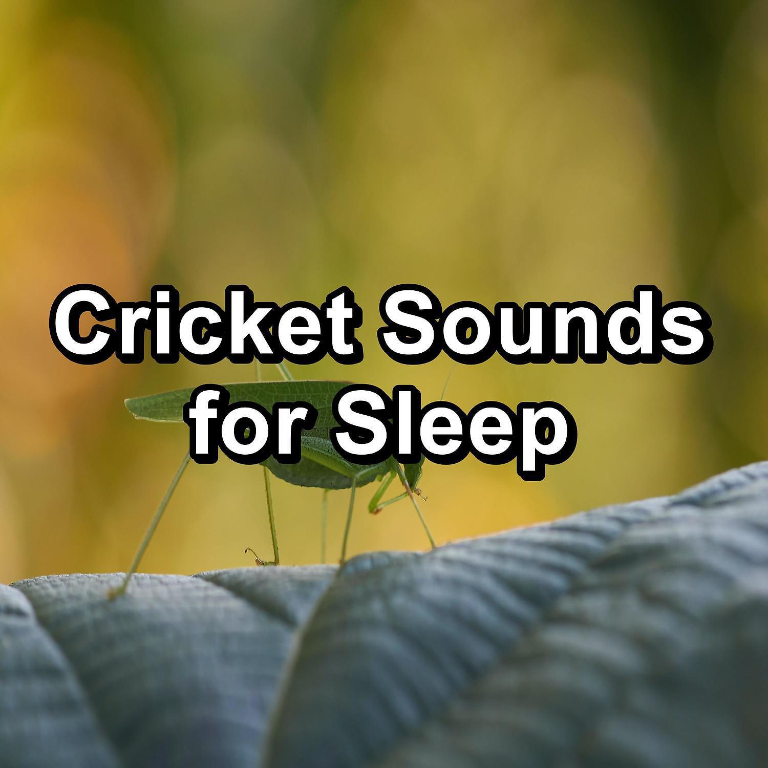 Cricket Sounds - Calming Outside Cricket