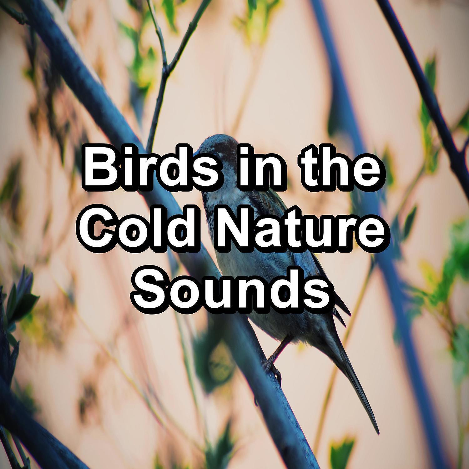 Ocean Wave Sounds - Beautiful Bird Sounds For a Cozy Living Room For Babies and Infants