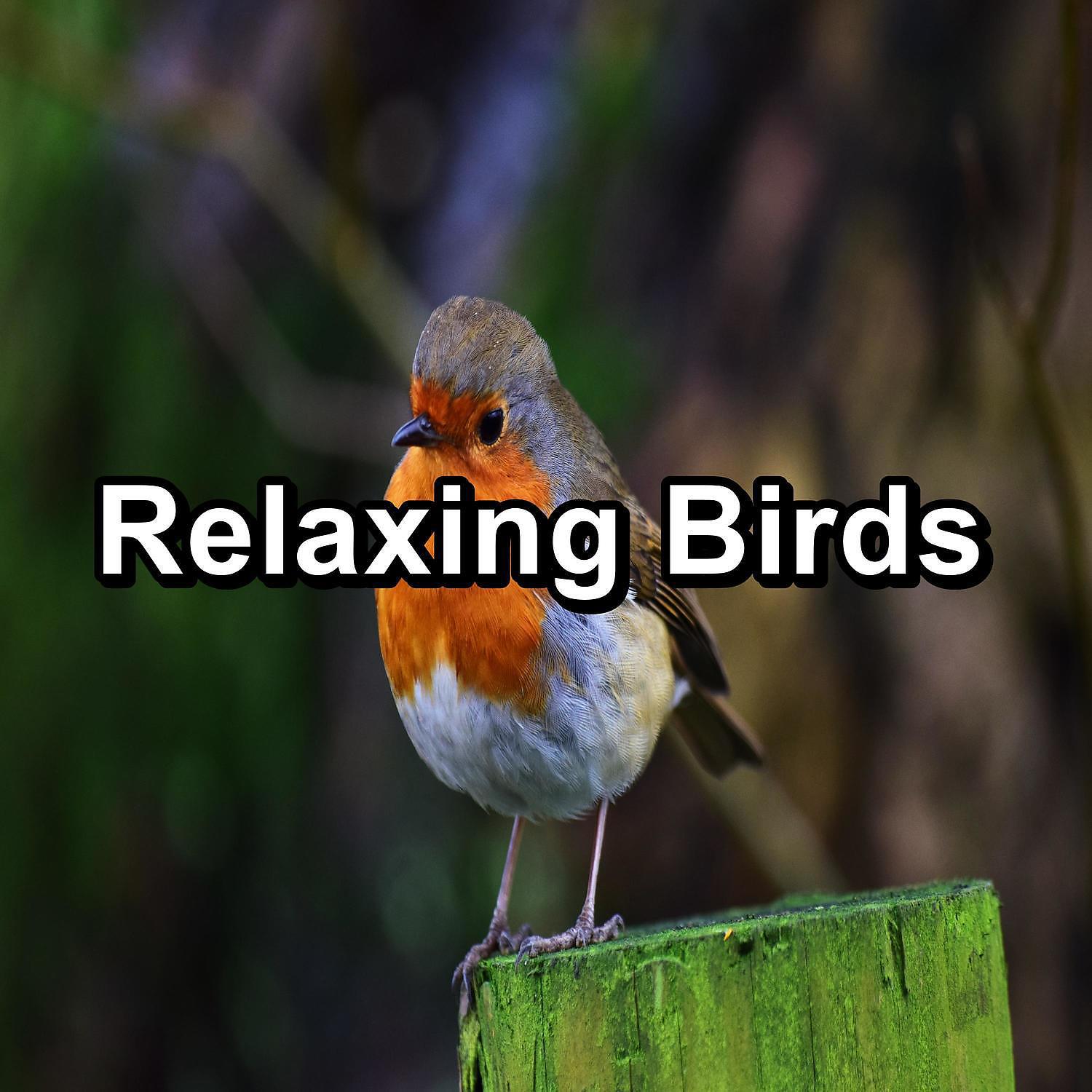 Bird Sound Collectors - Nature Sounds For Studying To Loop for 24 Hours