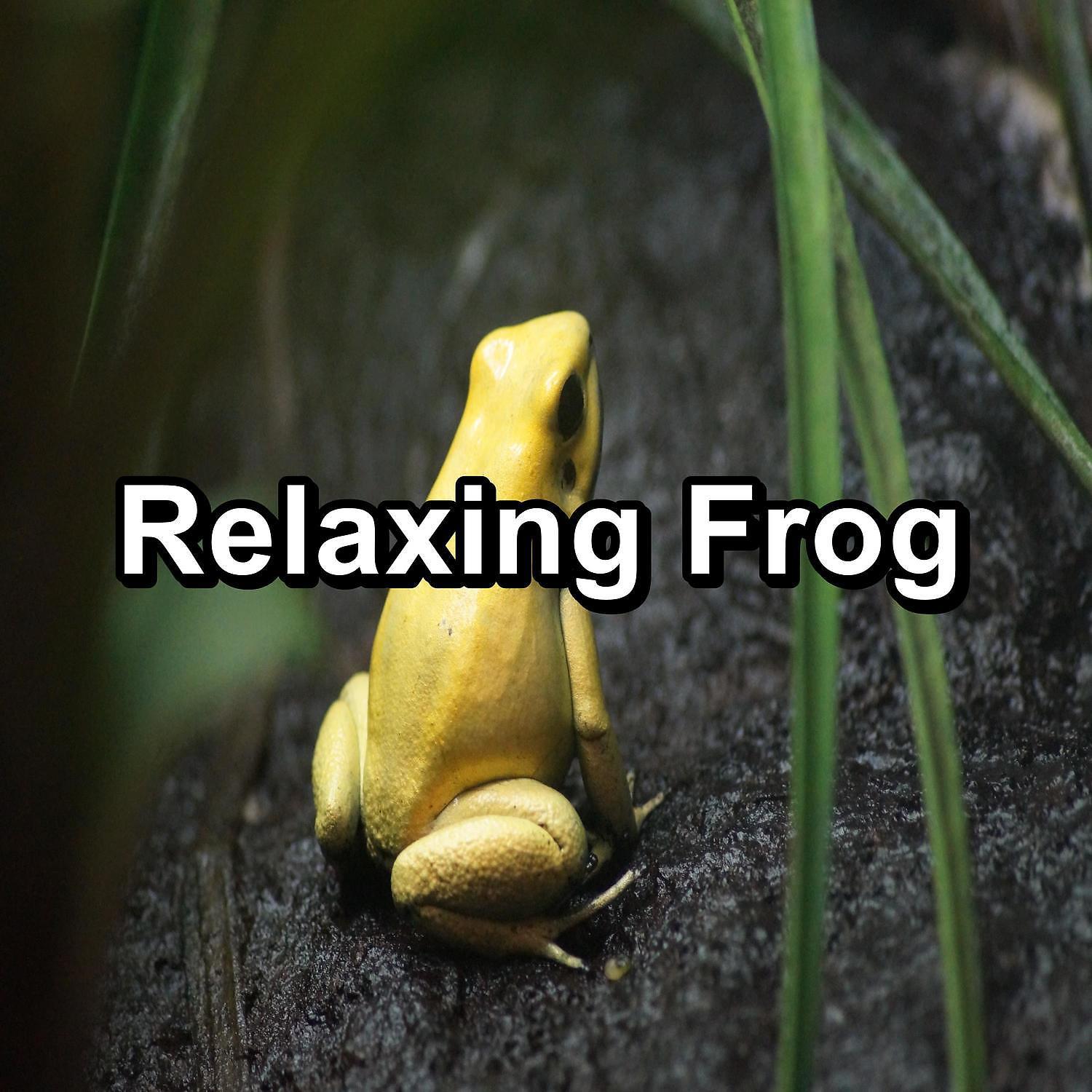 Постер альбома Relaxing Frog