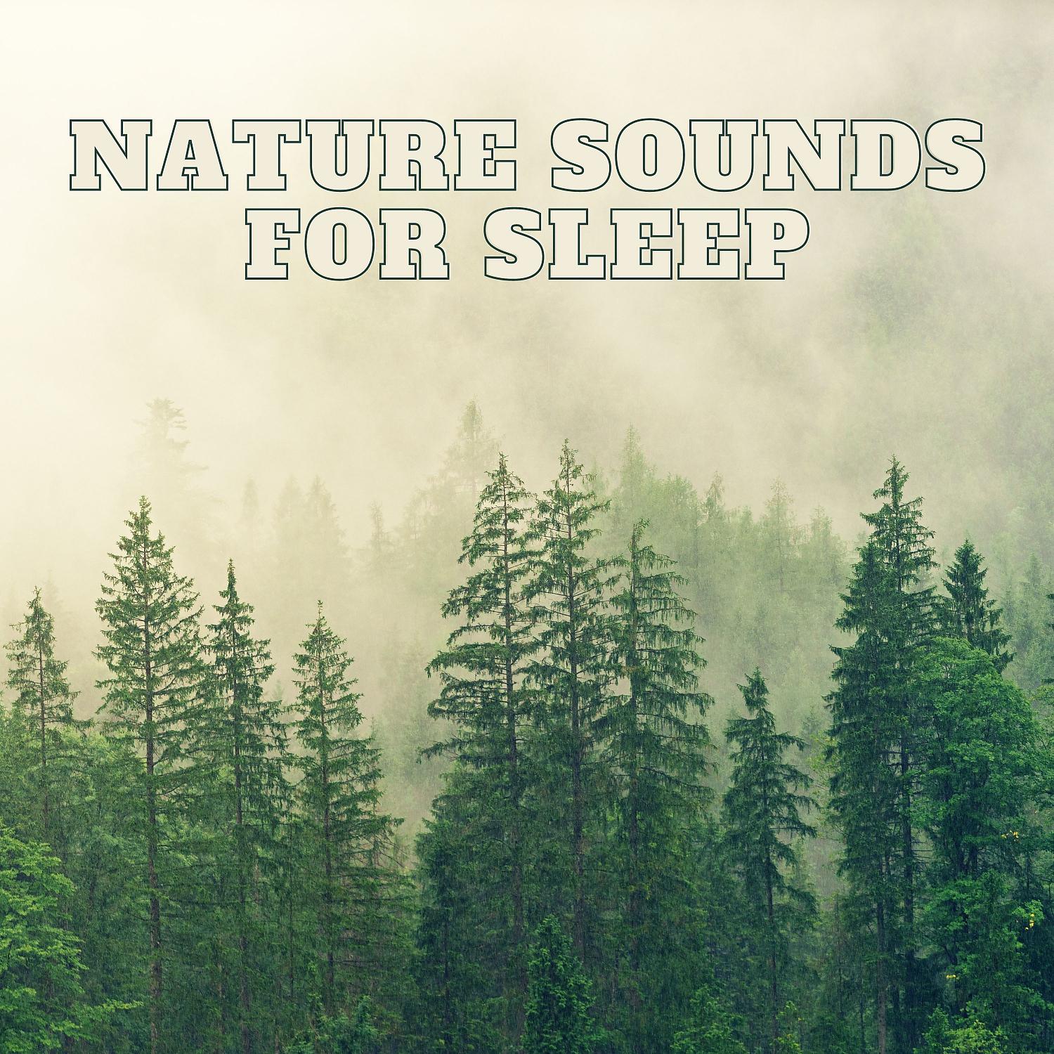 Постер альбома Natural Forest Sounds, Birds Chirping, Relaxing Forest Sounds for Sleeping