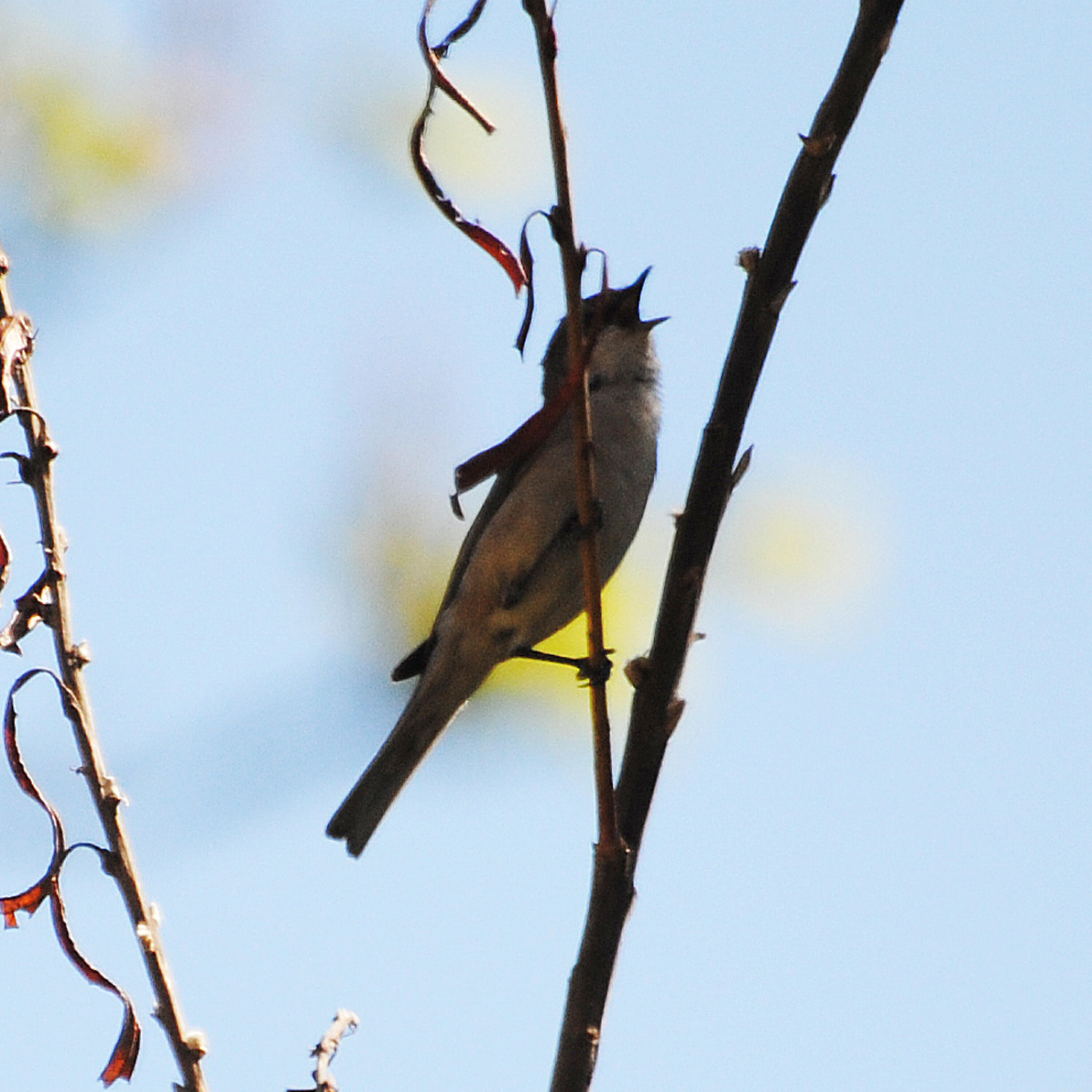 Polskie Ptaki - Bird sounds - Lesser Whitethroat