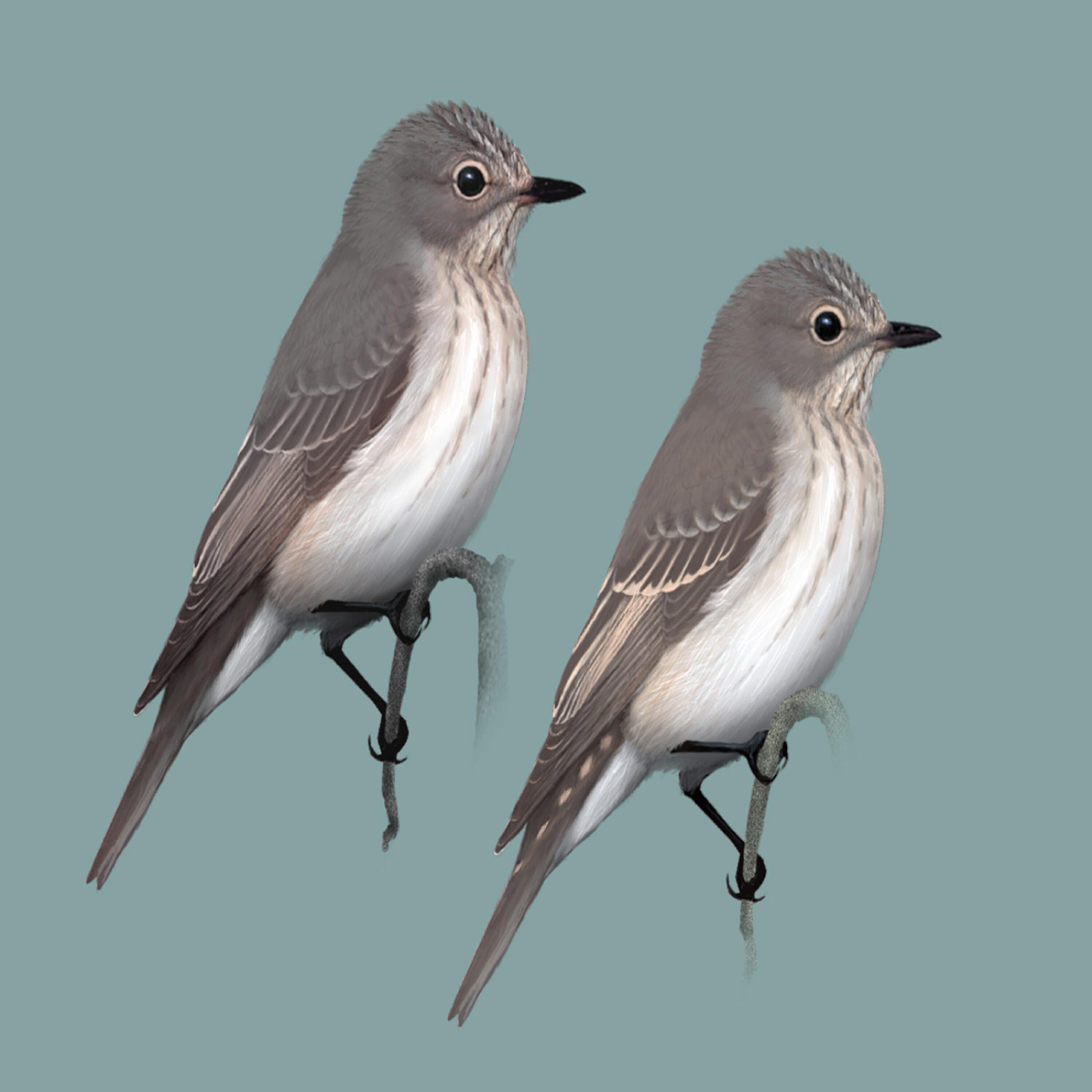 Polskie Ptaki - Bird sounds - Flycatcher