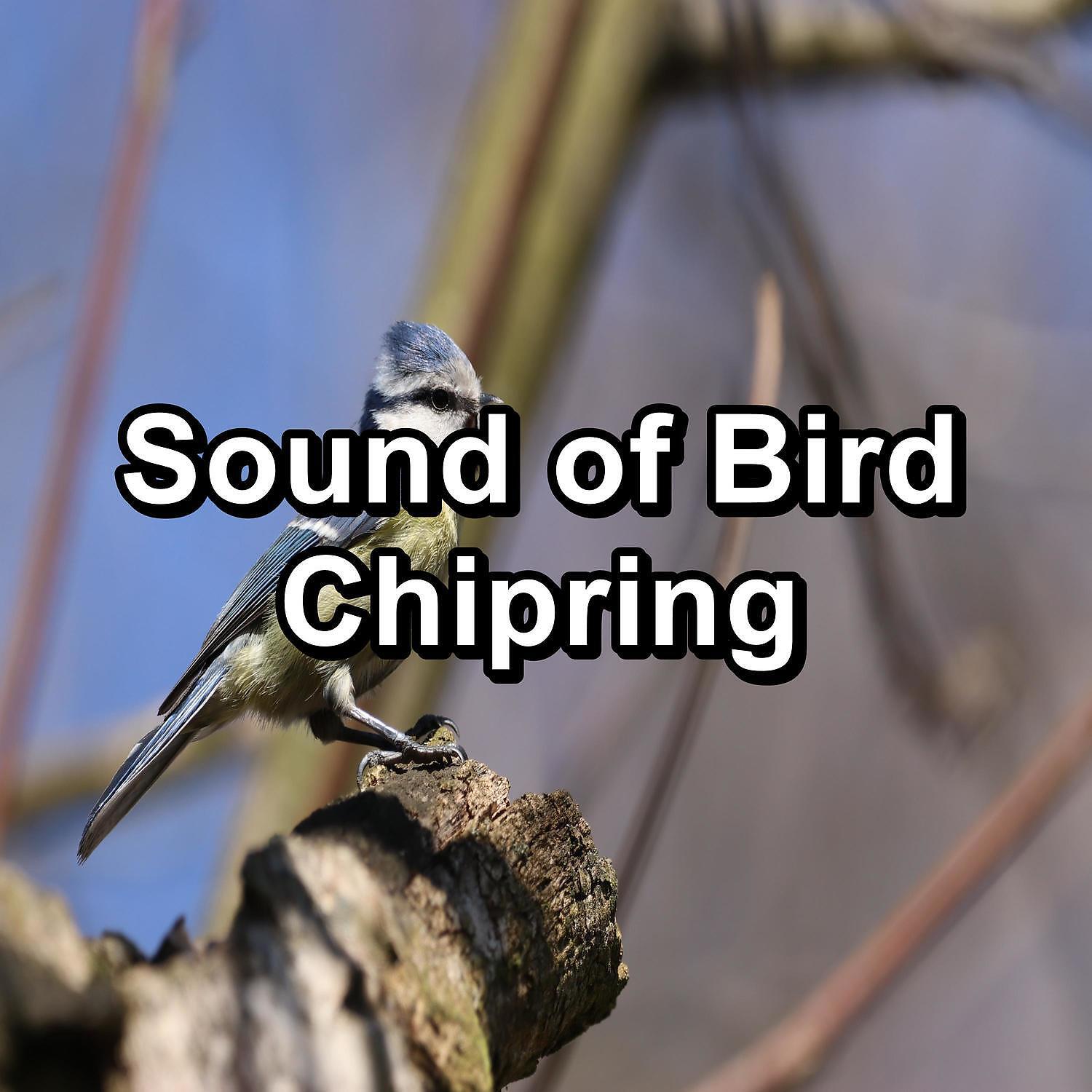 Bird Sounds - Easy Listening Doves Sounds